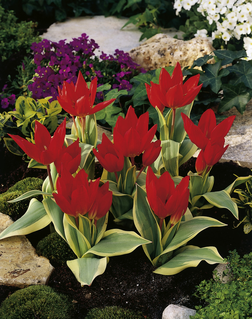 6636_tulipa_praestans_unicum_ZK_001.jpeg