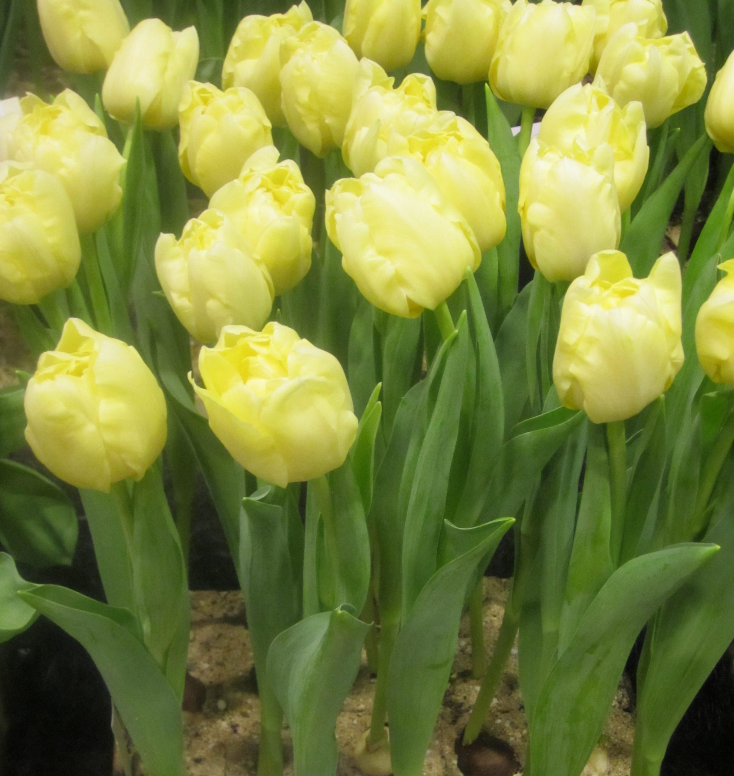 6640_tulipa_cultorum_verona_ZK_001.jpeg