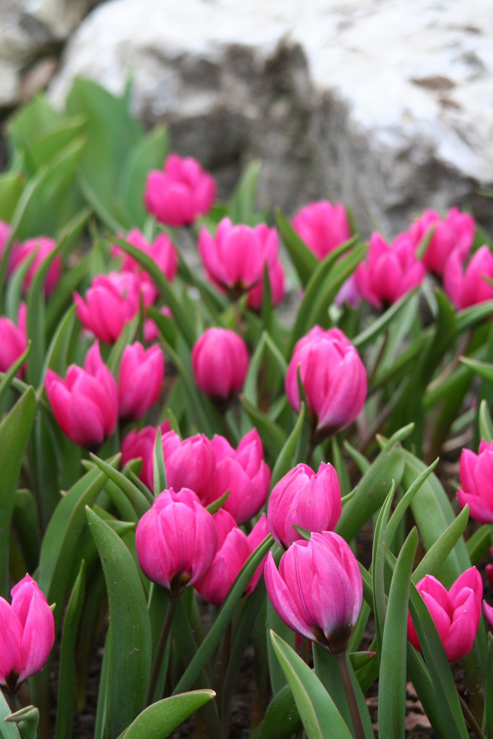 6641_tulipa_humilis_violaceae_black_base_ZK_001.jpeg