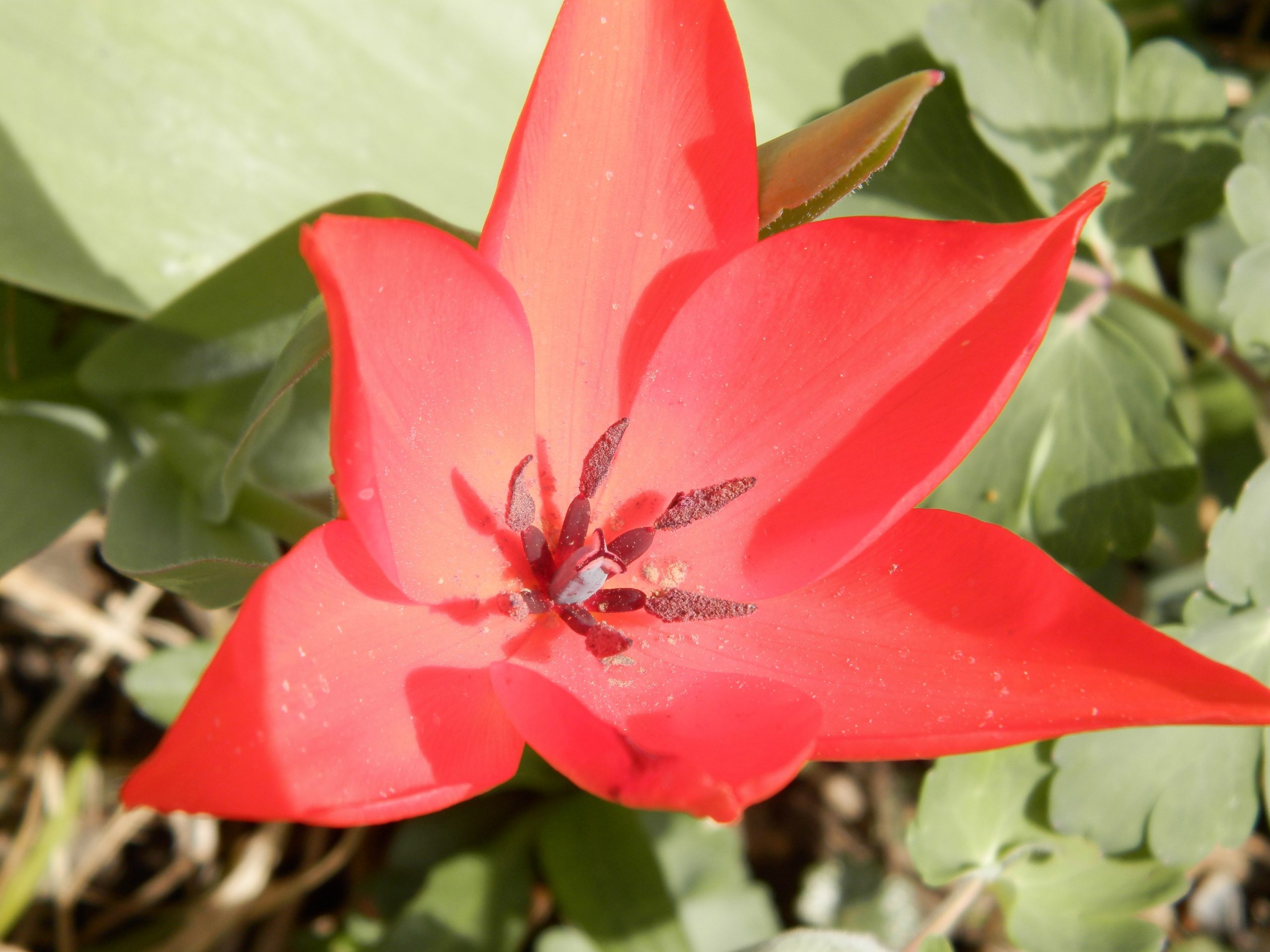 6657_tulipa_praestans_zwanenburg_variety_XS_001.jpeg
