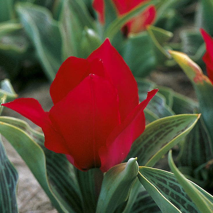 6664_tulipa_greigii_ZK_001.jpeg