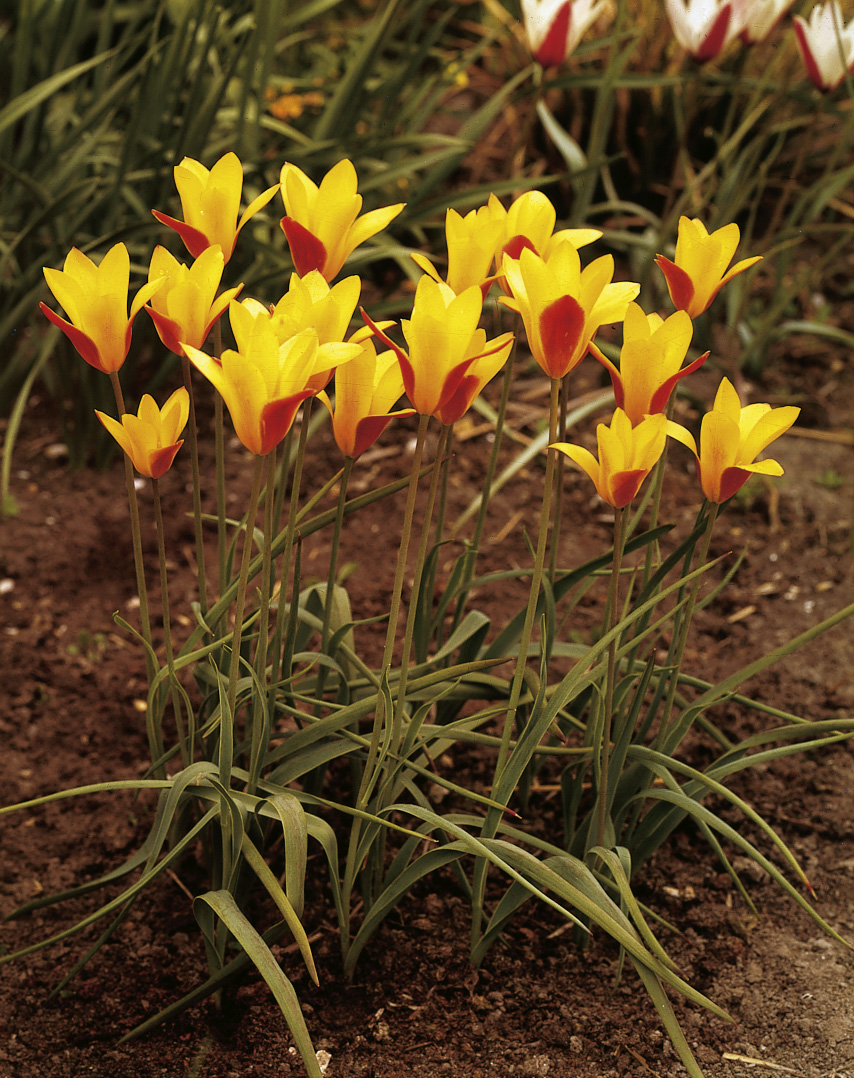 6665_tulipa_clusiana_ZK_001.jpeg