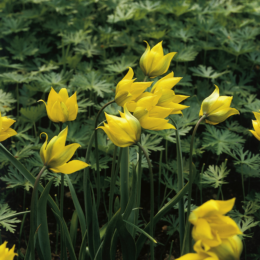6668_tulipa_sylvestris_ZK_001.jpeg