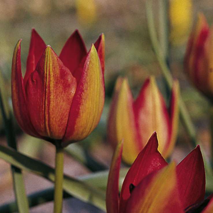 6670_tulipa_hageri_ZK_001.jpeg