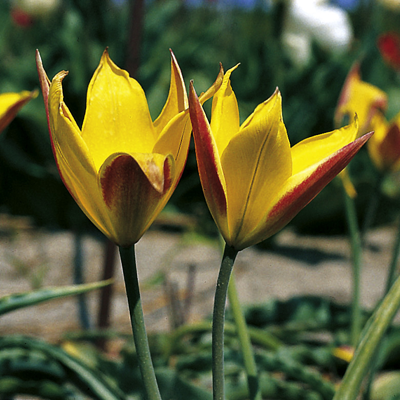 6672_tulipa_kolpakowskiana_ZK_001.jpeg