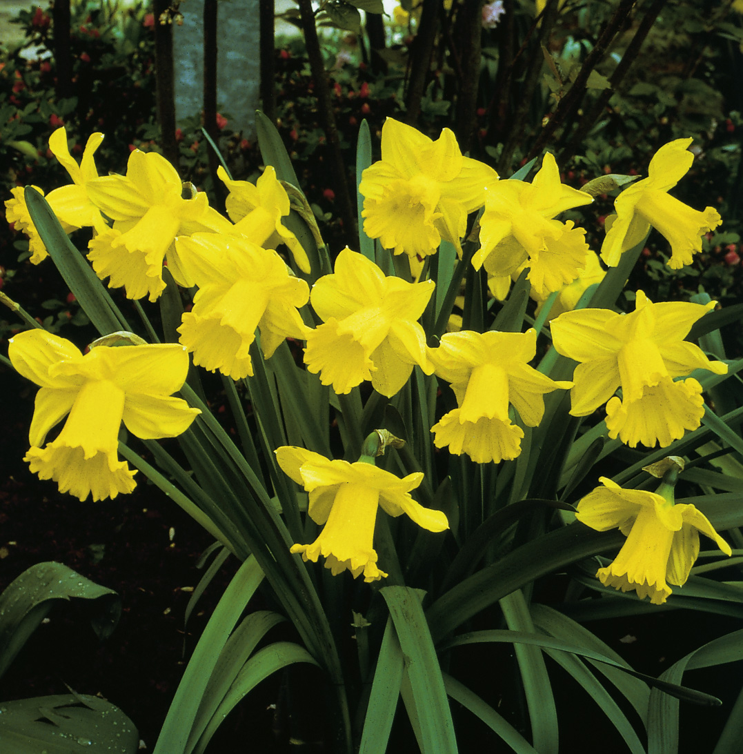6679_narcissus_pseudonarcissus_dutch_master_ZK_001.jpeg