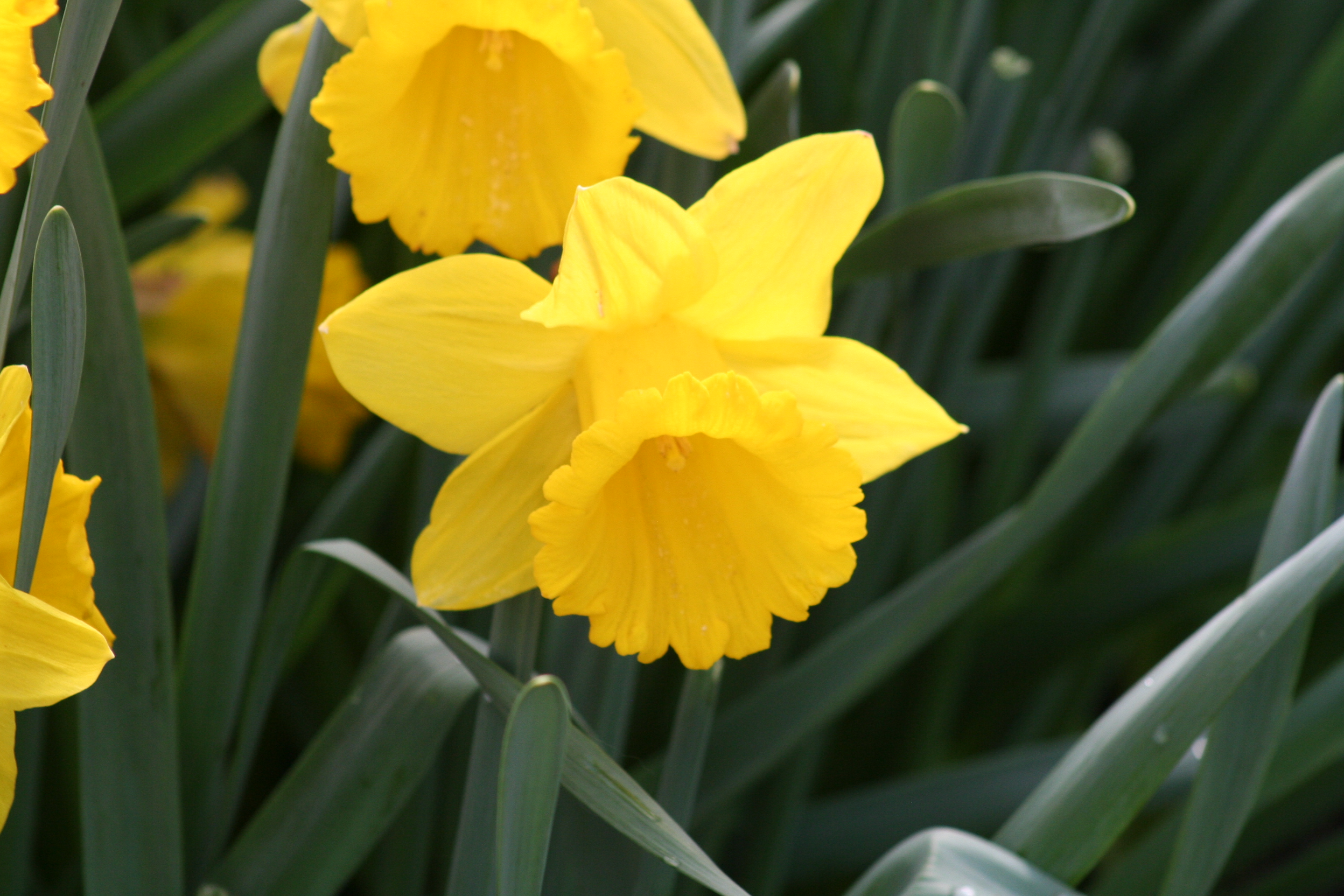 6680_narcissus_pseudonarcissus_marieke_ZK_001.jpeg