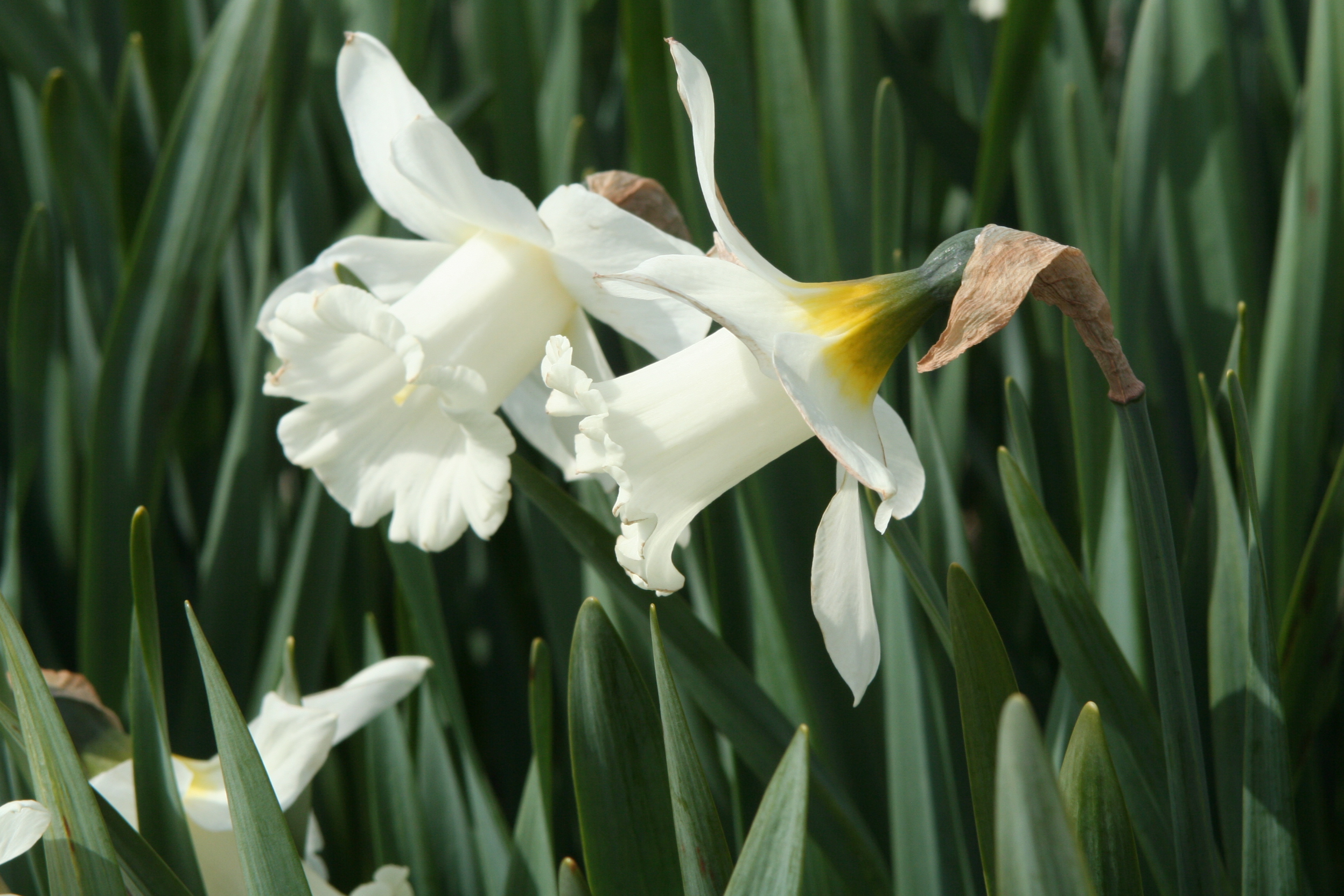 6681_narcissus_pseudonarcissus_mount_hood_ZK_001.jpeg