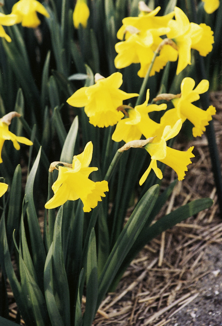 7021_narcissus_pseudonarcissus_exception_ZK_001.jpeg