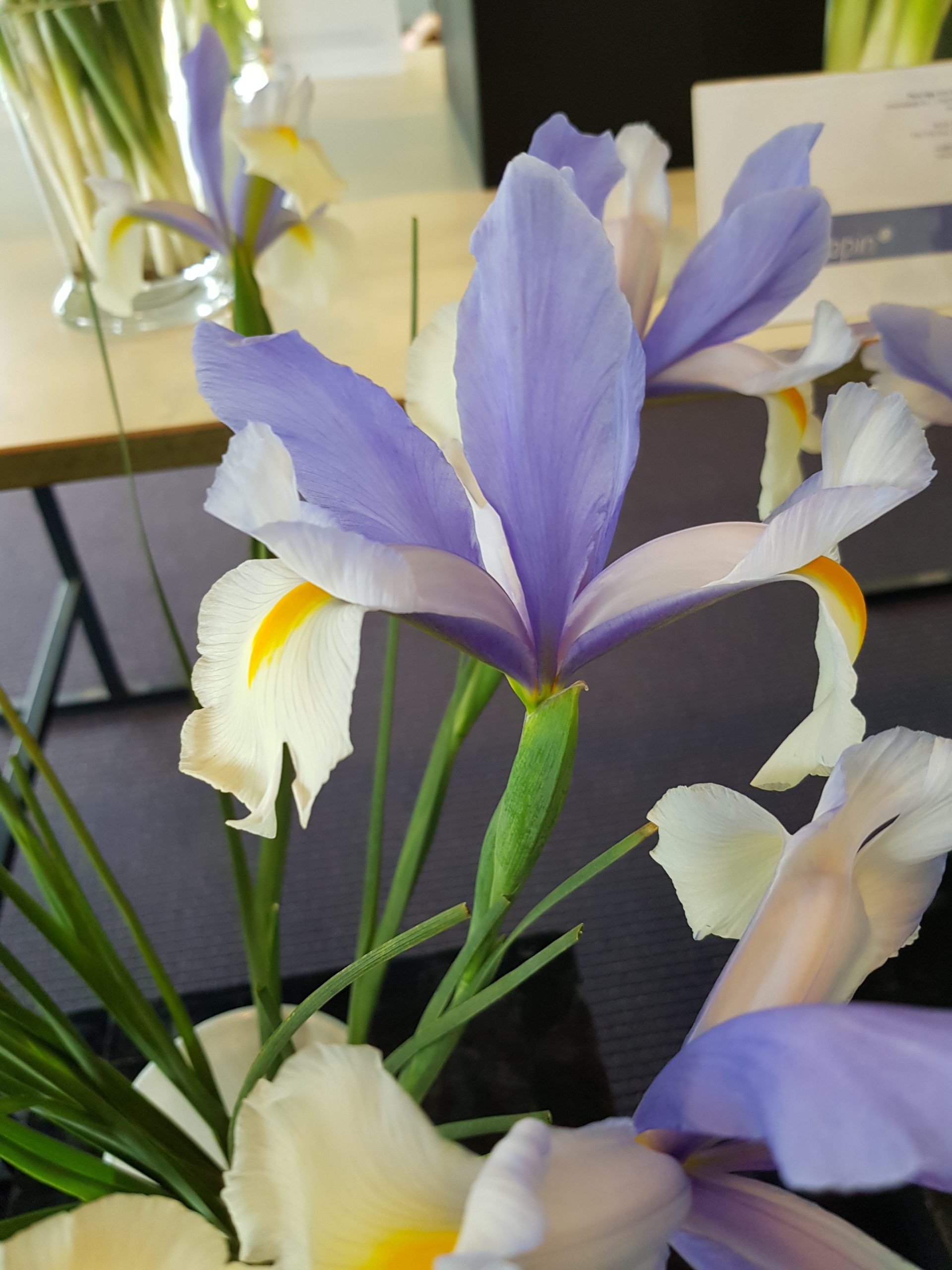 7027_iris_hollandica_silvery_beauty_ZK_001.jpeg