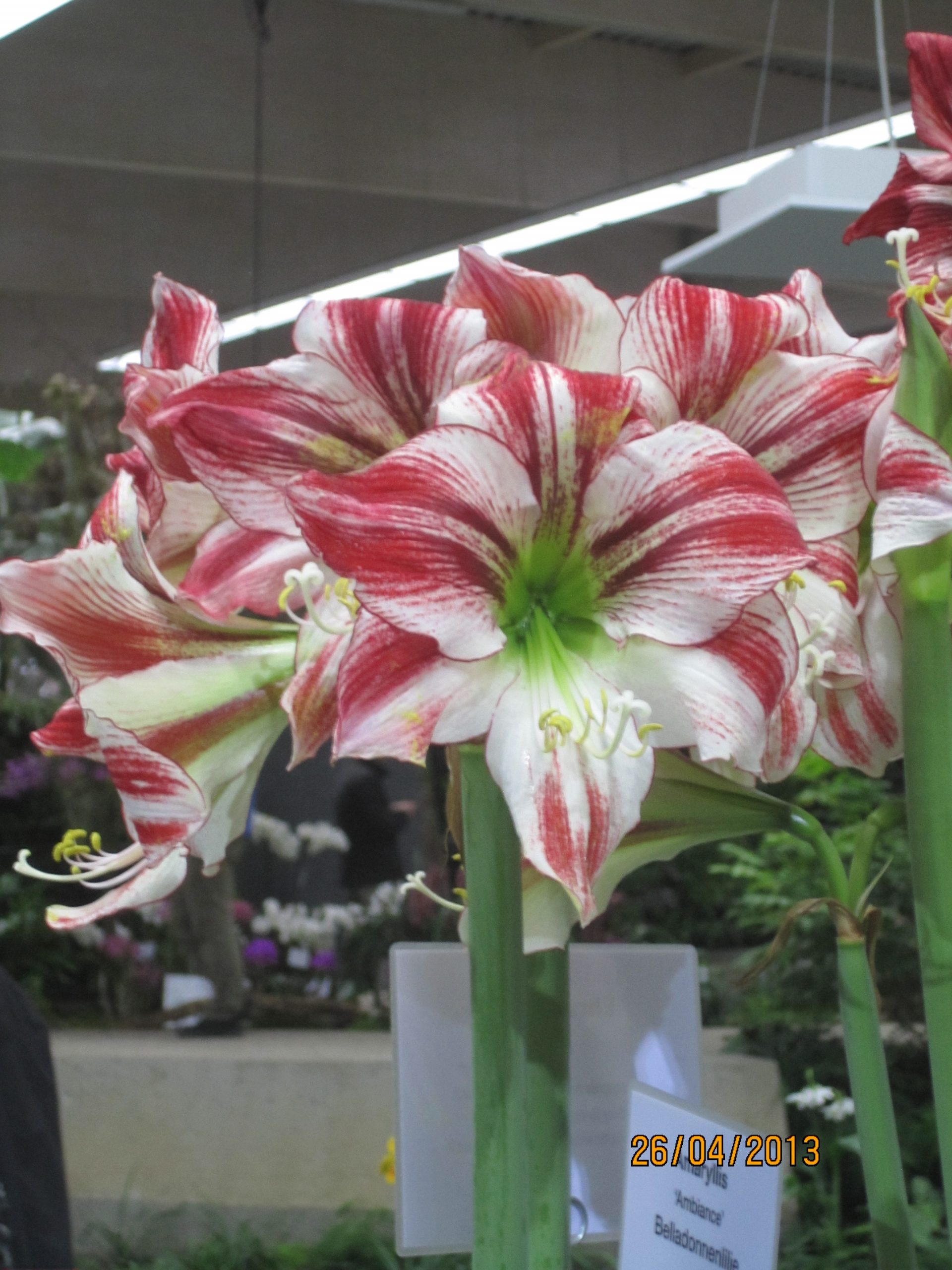 7040_hippeastrum_cultorum_ambiance_ZK_001.jpeg