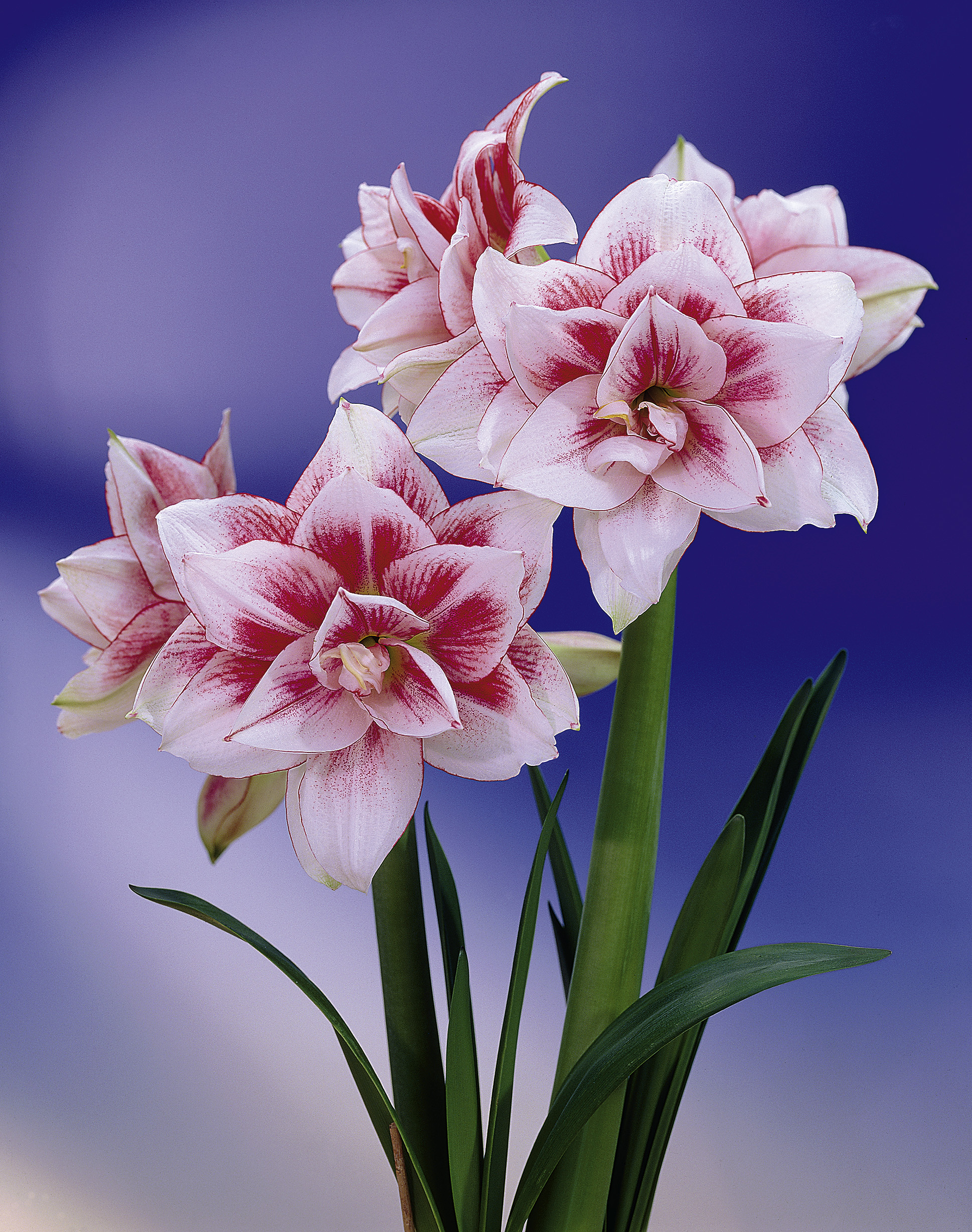 7046_hippeastrum_cultorum_elvas_ZK_001.jpeg