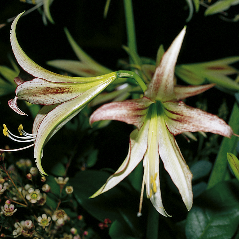7049_hippeastrum_cybister_typ_cultorum_emerald_ZK_001.jpeg