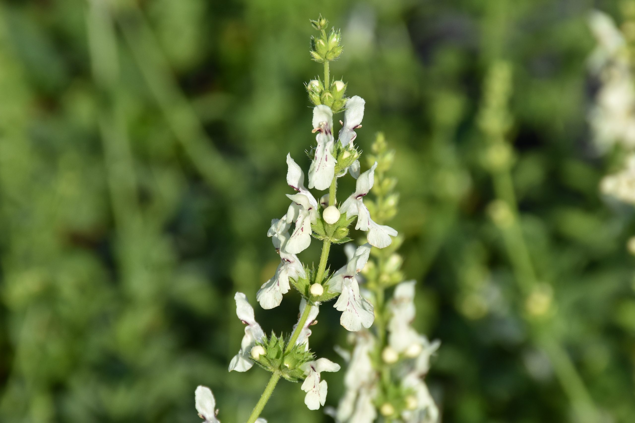 7534_stachys_recta_XS_001.jpg