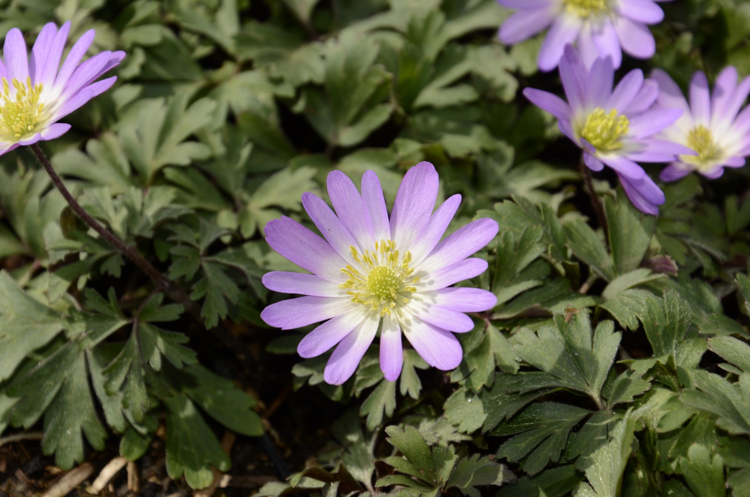 7617_anemone_blanda_pink_star_BG_002.jpg