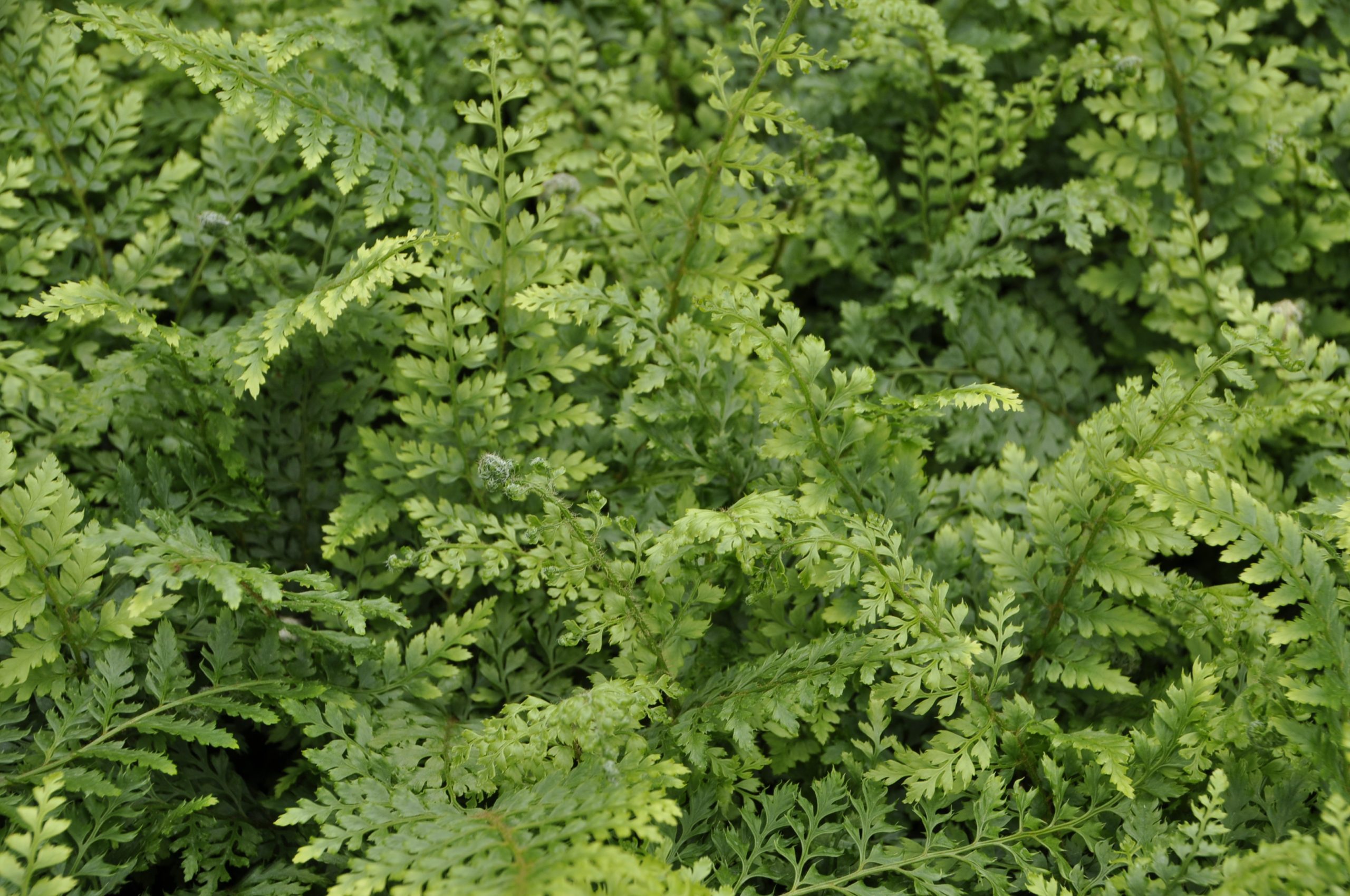 8074_polystichum_setiferum_proliferum_BG_005.jpg