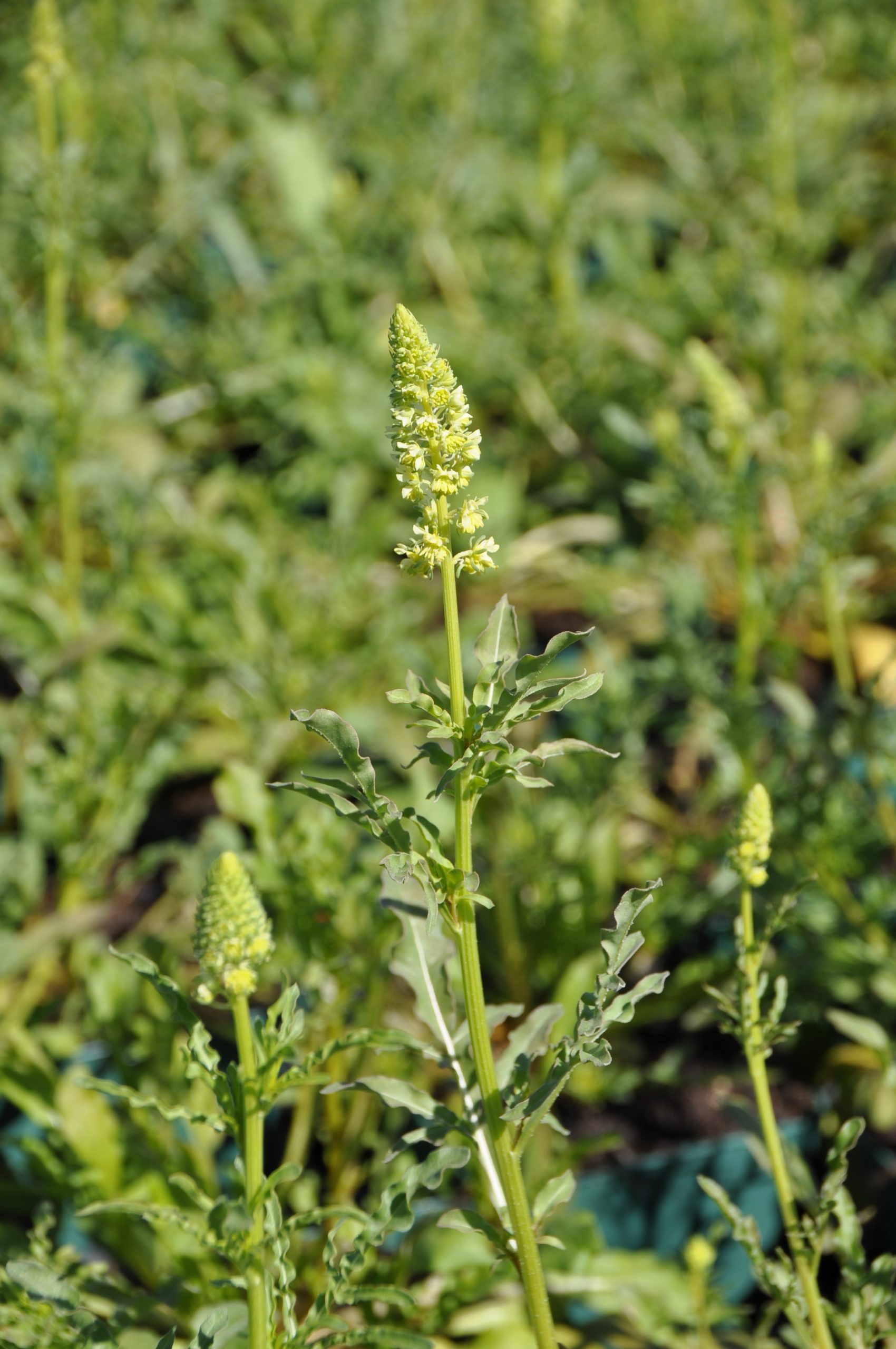 8087_reseda_lutea_BG_001.jpg