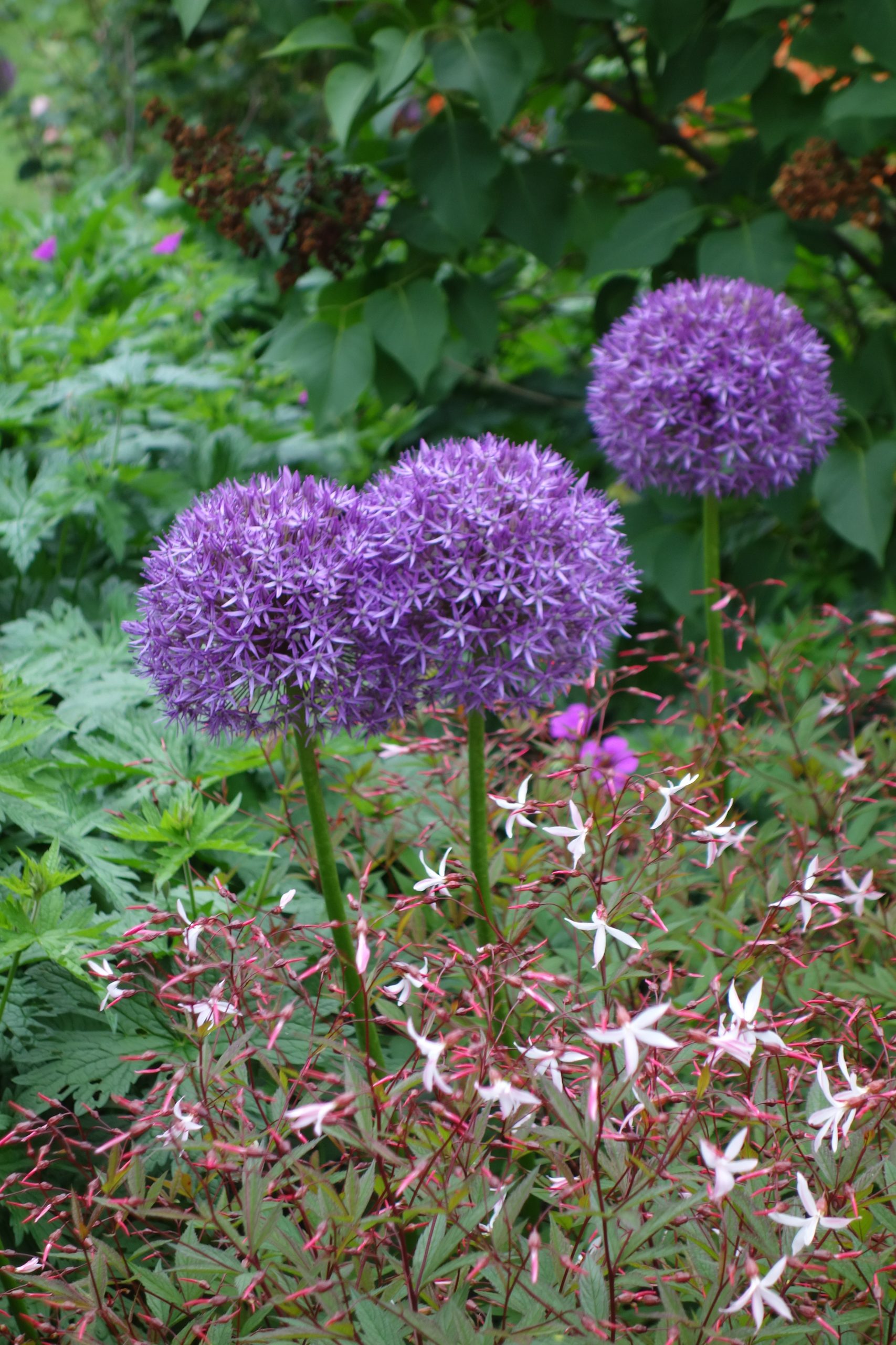 8222_allium_cultorum_pinball_wizard_SS_002.jpg