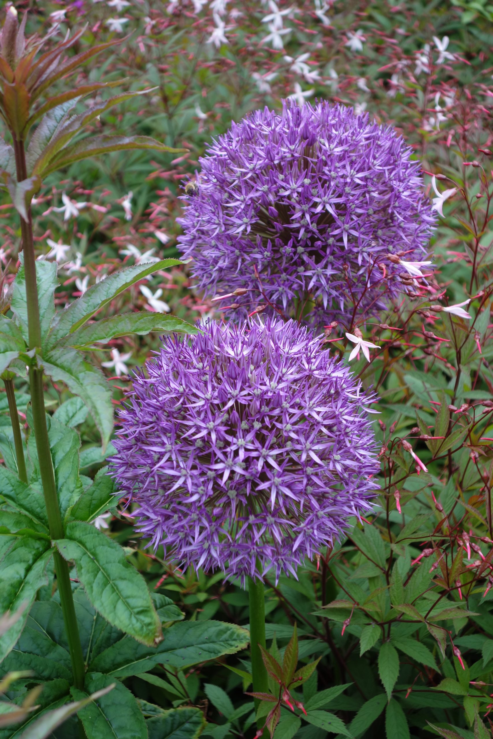 8223_allium_cultorum_pinball_wizard_SS_003.jpg