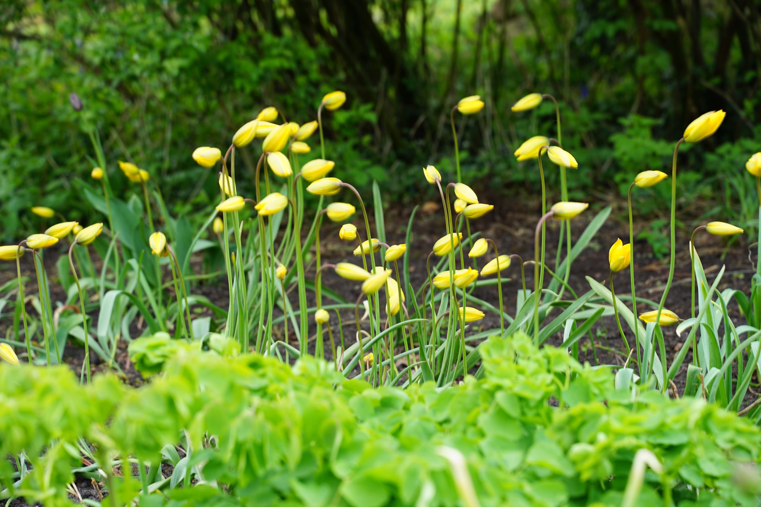 8456_tulipa_sylvestris_SS_002.jpg
