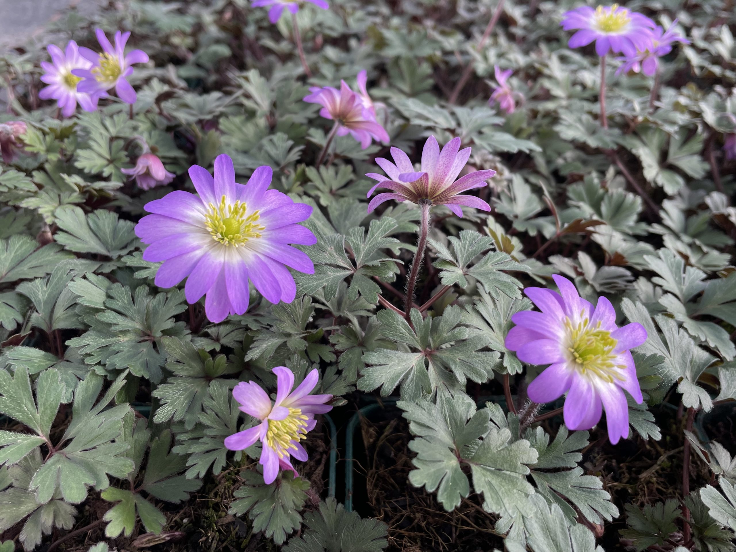 8565_anemone_blanda_pink_star_BG_003.jpg