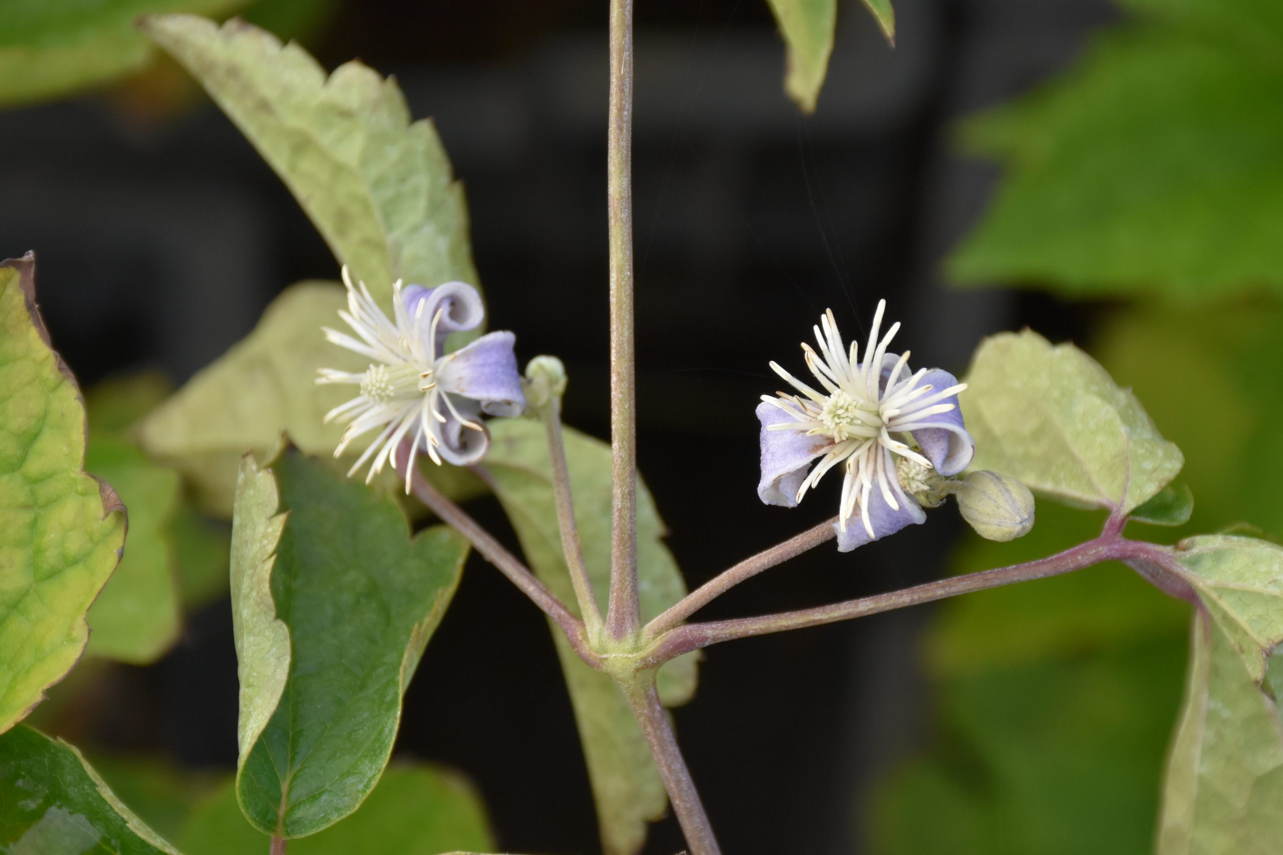 8785_clematis_cultorum_mrs_robert_brydon_XS_002.jpg