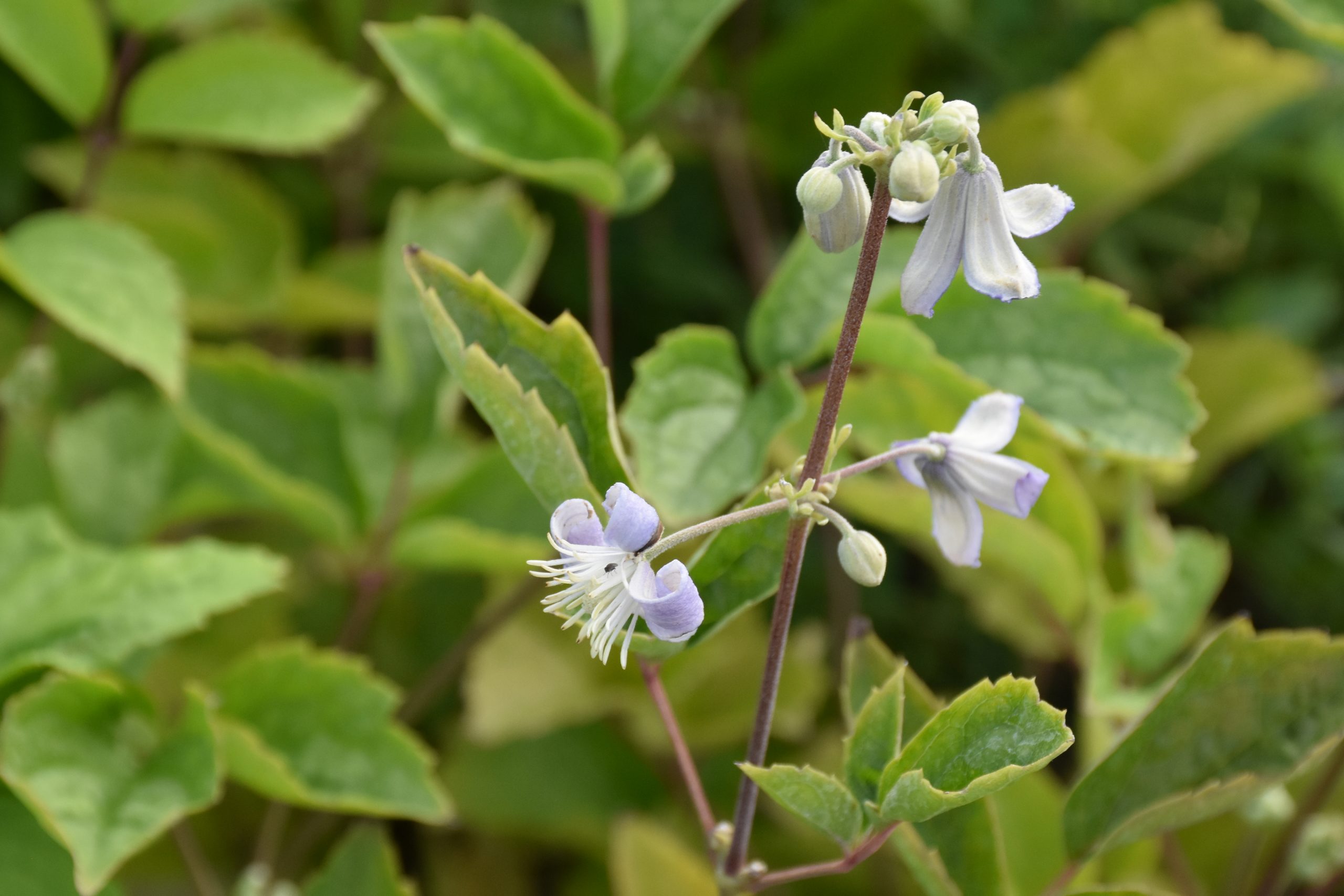 8786_clematis_cultorum_mrs_robert_brydon_XS_003.jpg