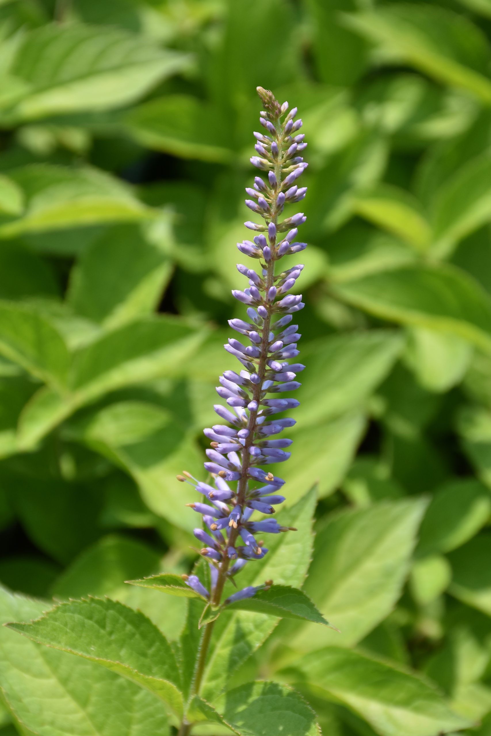 8843_veronicastrum_sibiricum_okamoto_XS_001.jpg