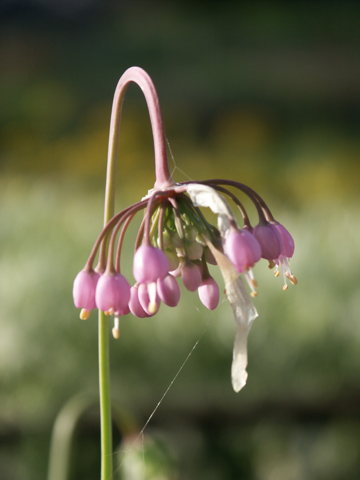 8924_allium_cernuum_BS_002.jpg