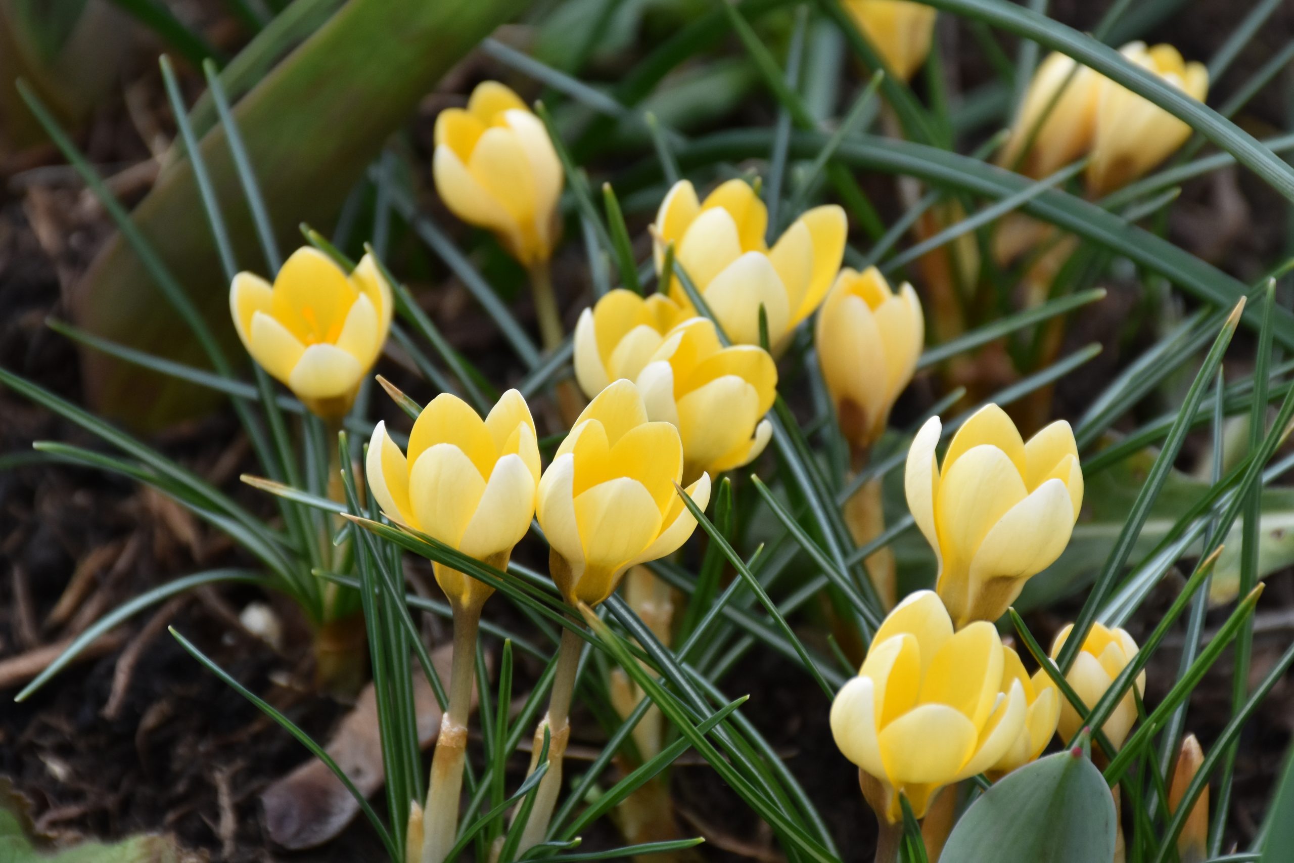 9067_crocus_chrysanthus_cream_beauty_XS_003.jpg