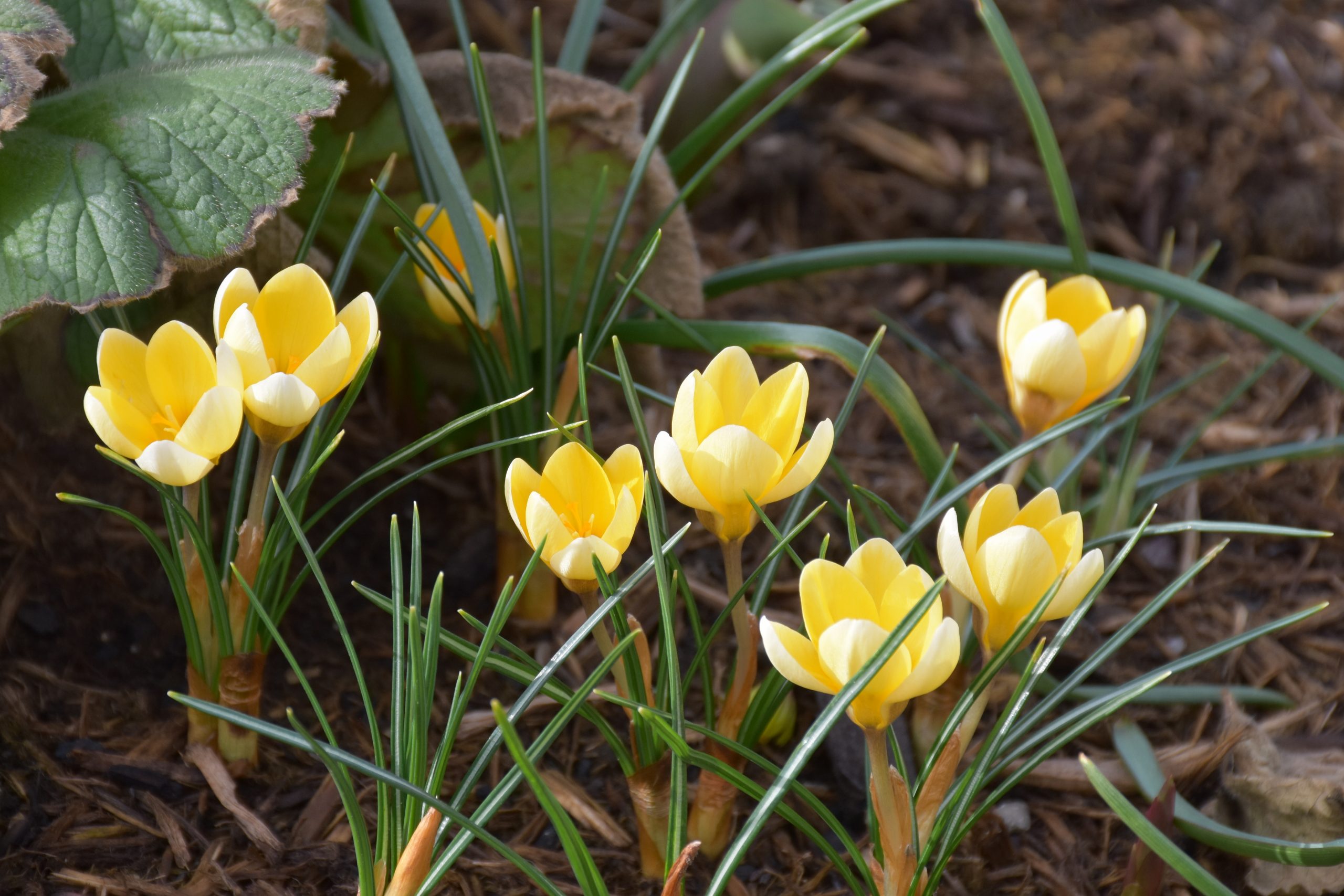 9068_crocus_chrysanthus_cream_beauty_XS_004.jpg