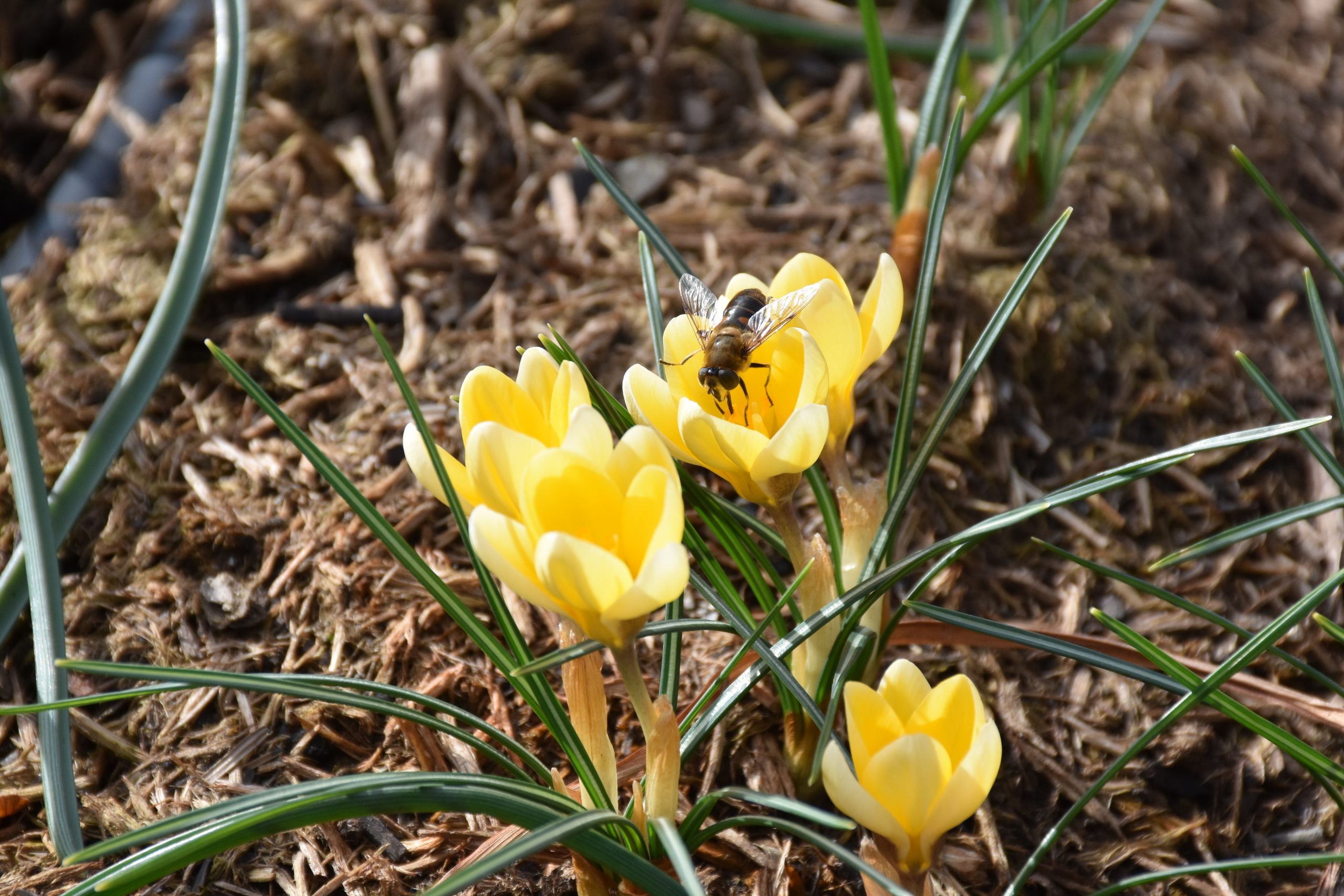 9069_crocus_chrysanthus_cream_beauty_XS_005.jpg