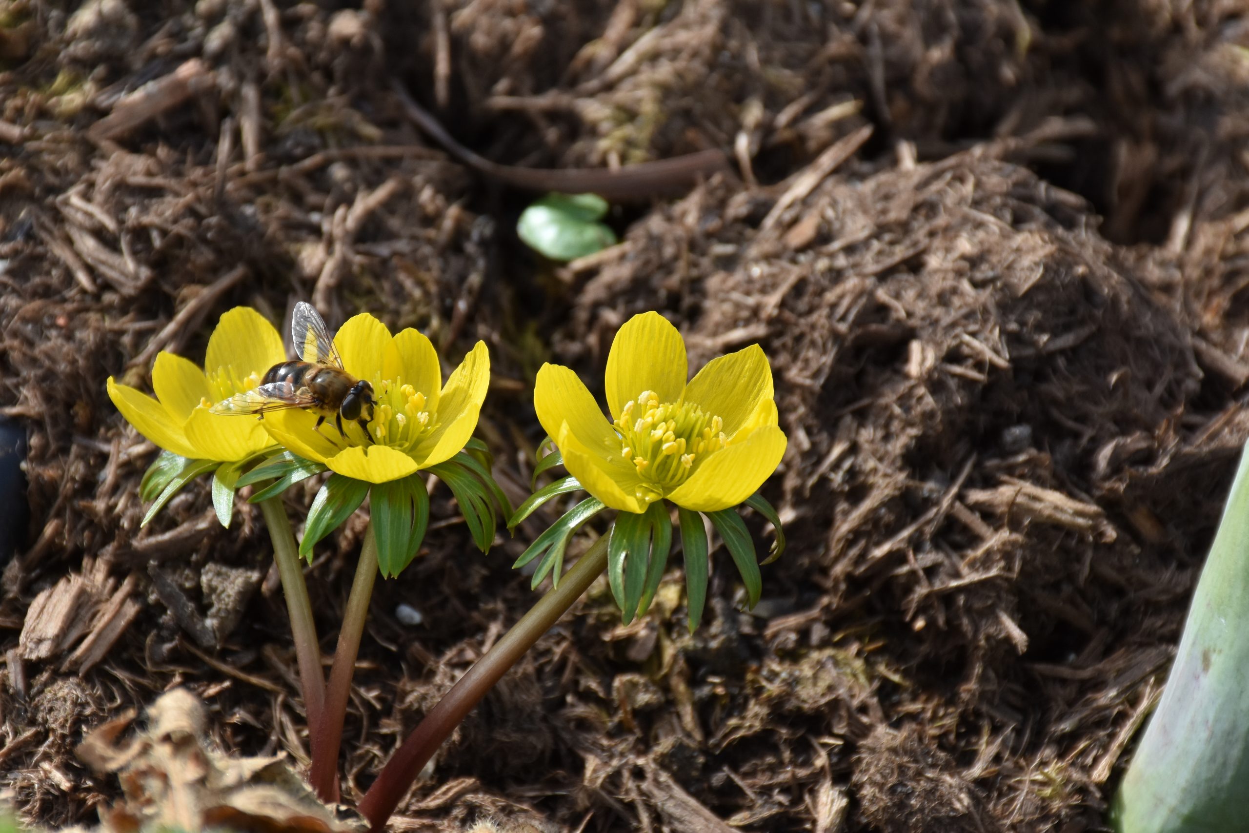 9074_eranthis_cilicica_XS_003.jpg