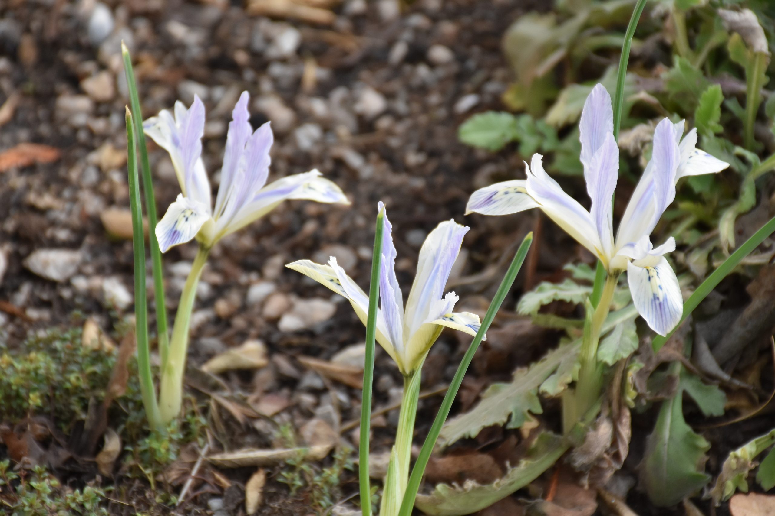 9080_iris_reticulata_painted_lady_XS_004.jpg
