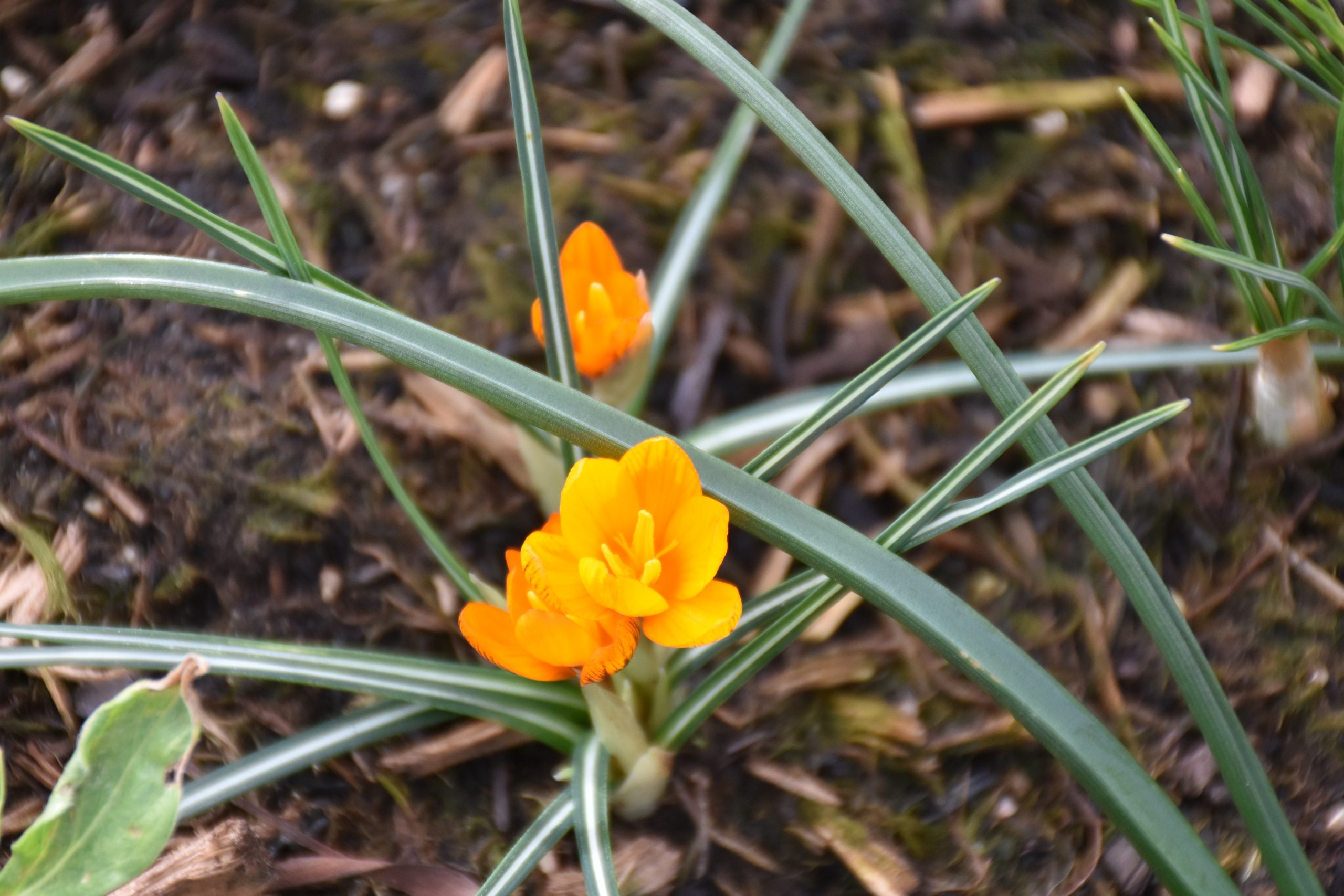 9083_crocus_olivieri_orange_monarch_XS_002.jpg