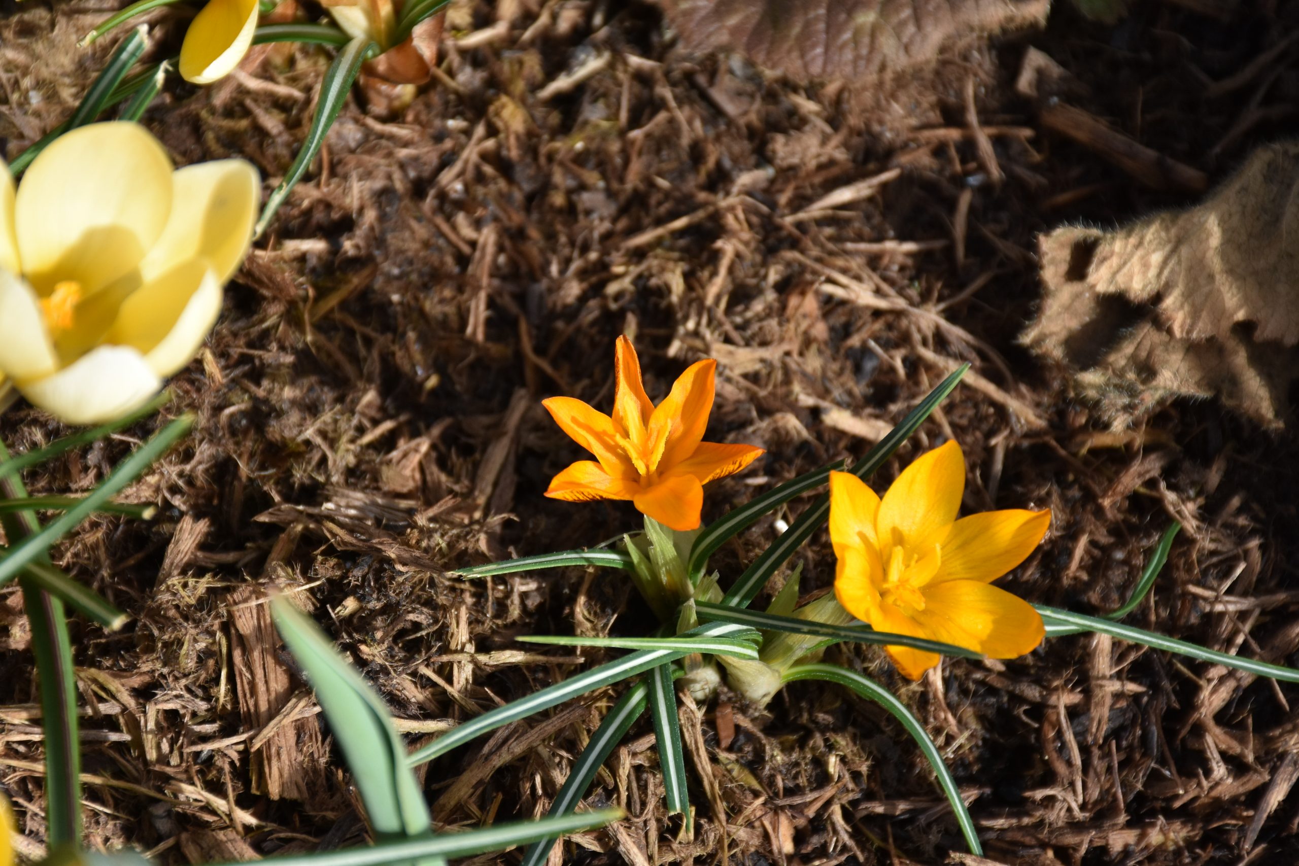 9084_crocus_olivieri_orange_monarch_XS_003.jpg