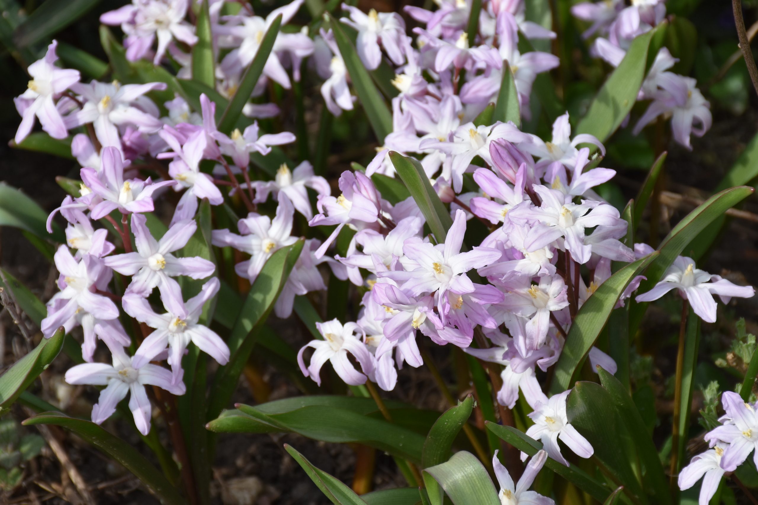 9092_chionodoxa_forbesii_pink_giant_XS_002.jpg