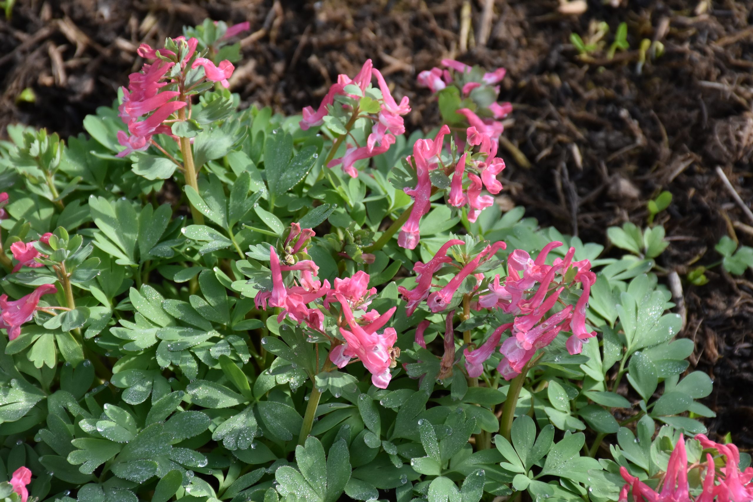 9094_corydalis_solida_beth_evans_XS_001.jpg
