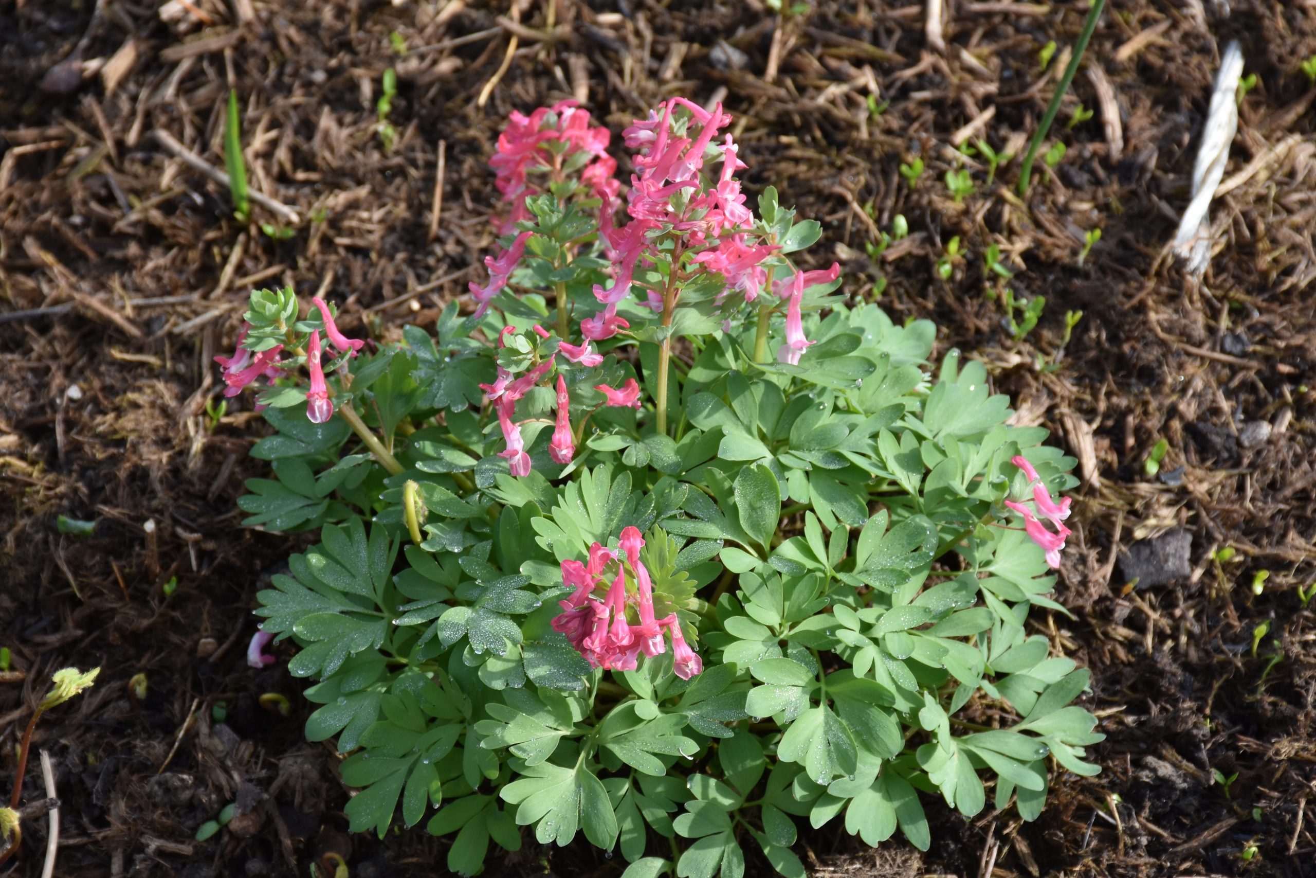 9095_corydalis_solida_beth_evans_XS_002.jpg