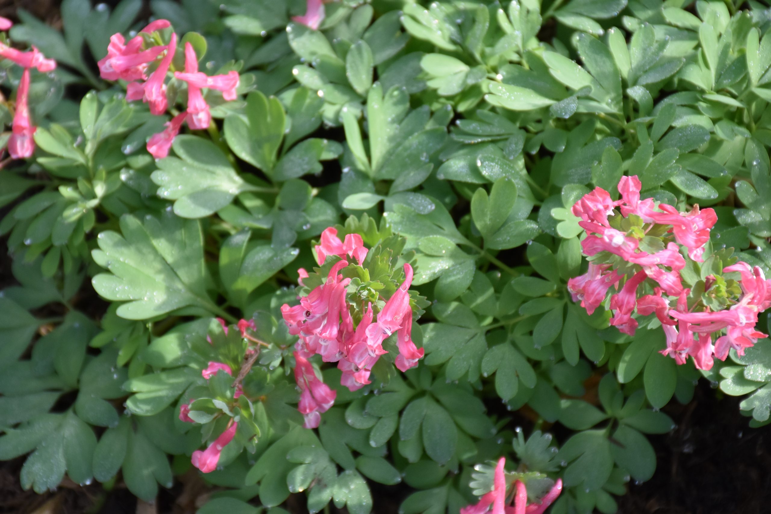 9096_corydalis_solida_beth_evans_XS_003.jpg