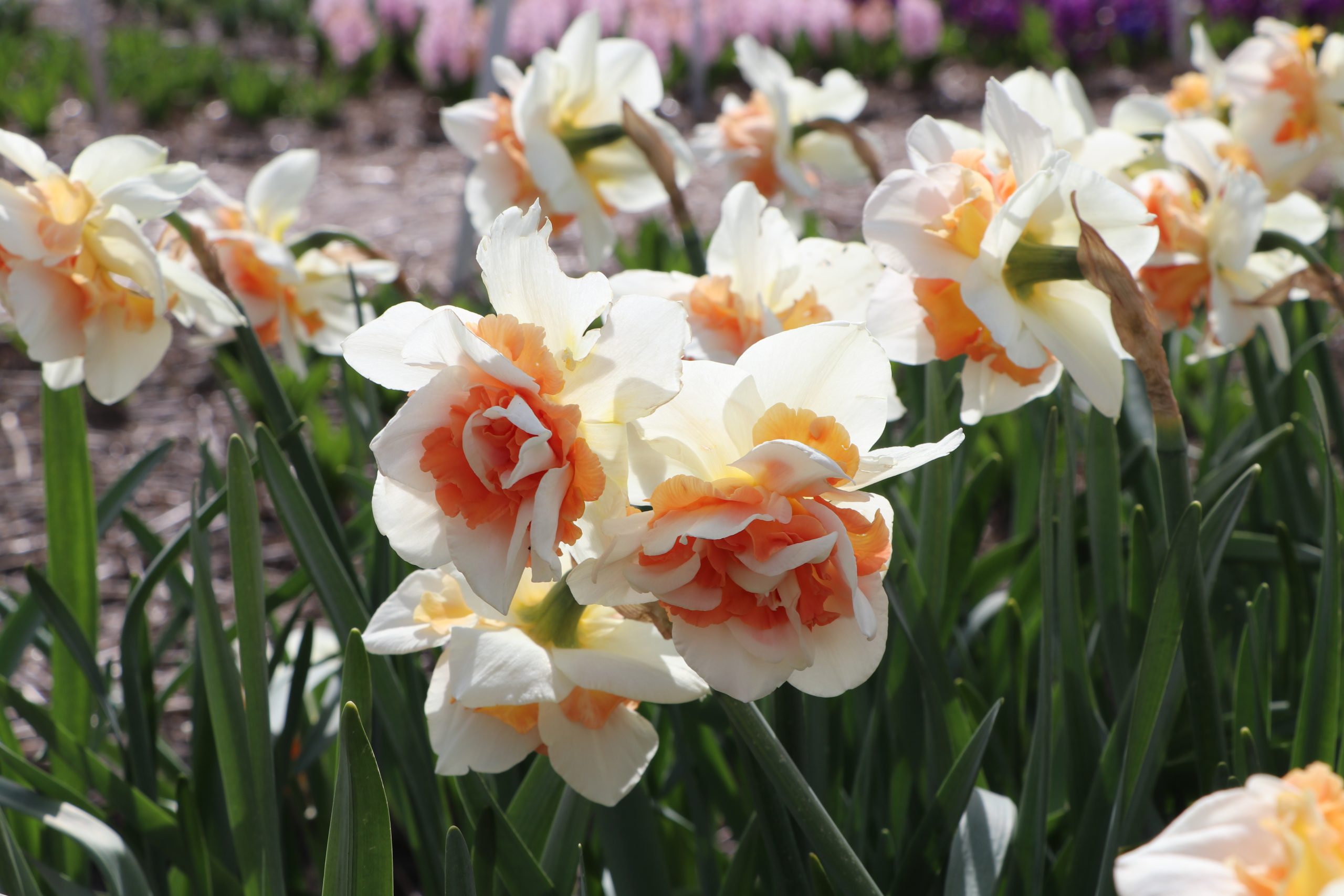9121_narcissus_cultorum_replete_BG_002.jpg