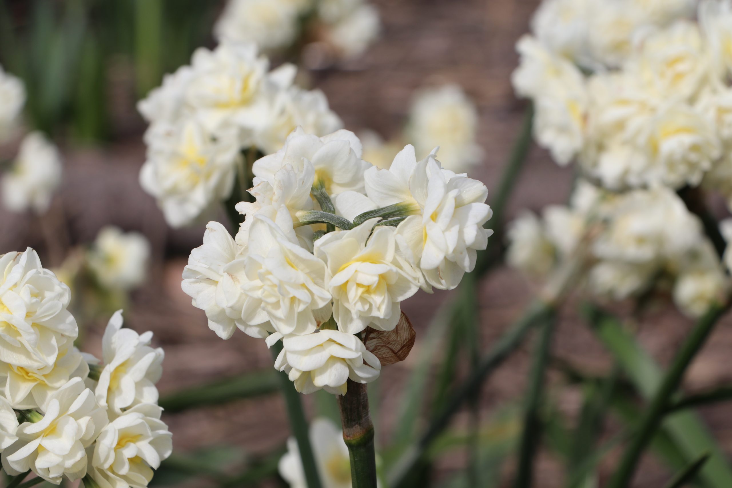 9138_narcissus_cultorum_erlicheer_BG_001.jpg