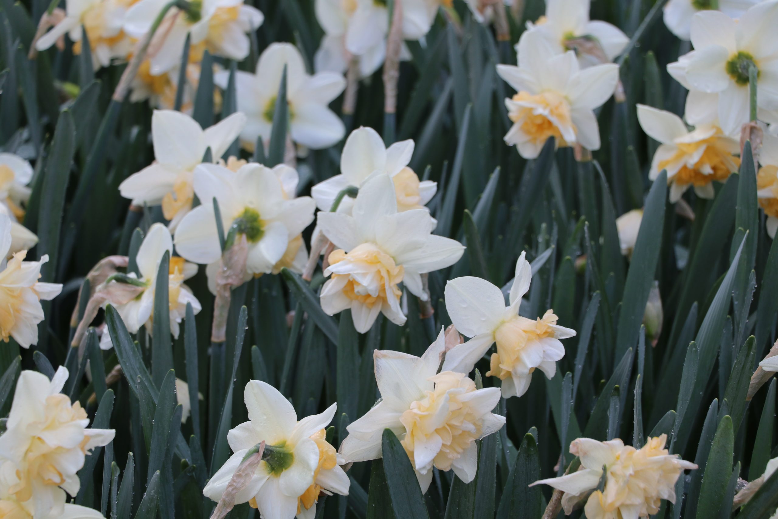 9140_narcissus_cultorum_sweet_desire_BG_001.jpg