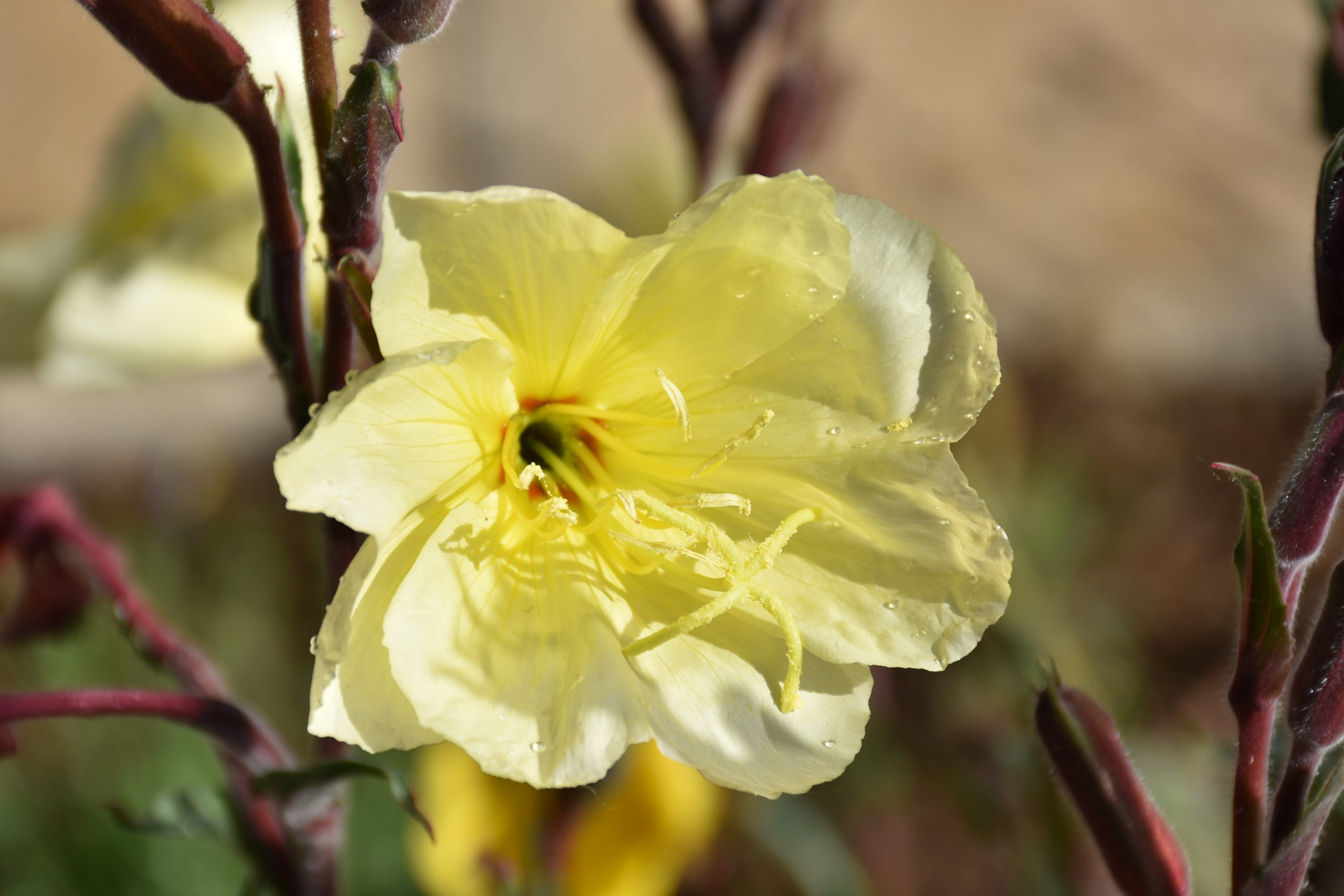 9338_oenothera_odorata_sulphurea_XS_002.jpg