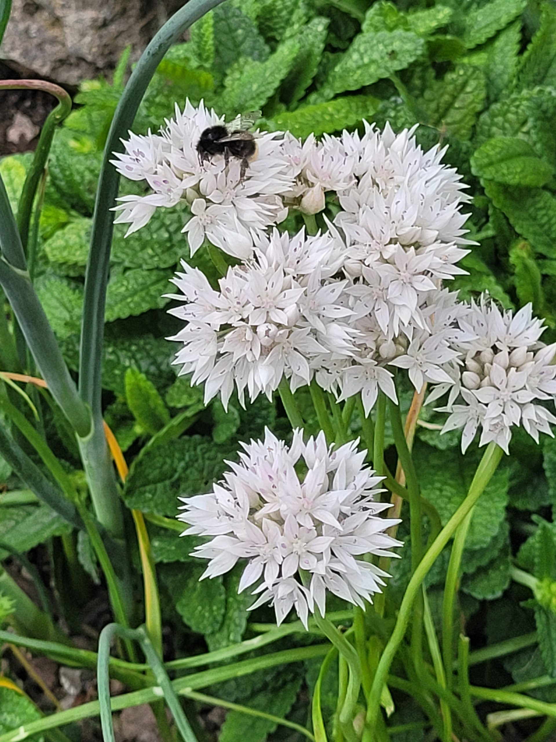 9375_allium_amplectens_graceful_beauty_ZK_001.jpg