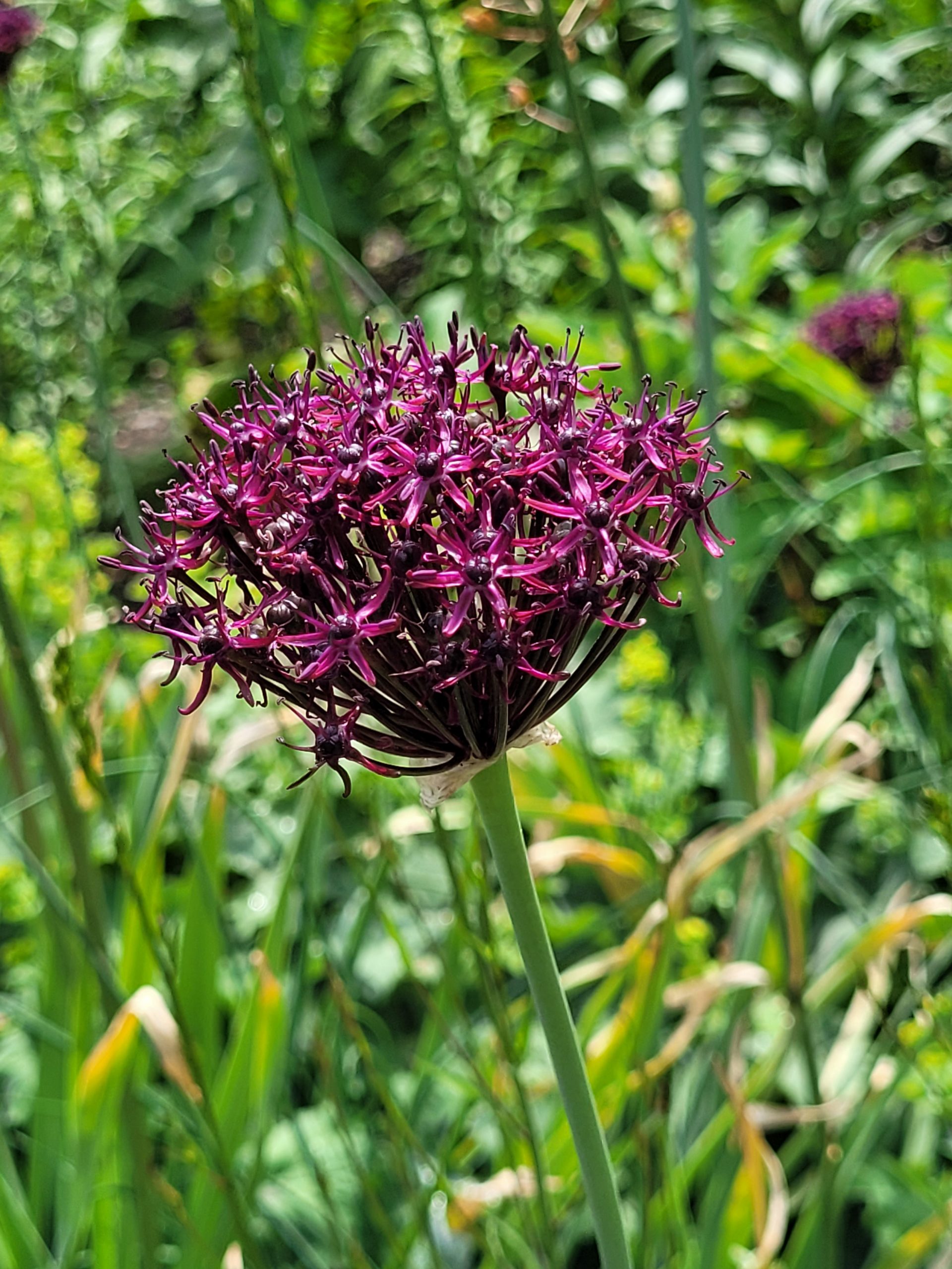 9377_allium_atropurpureum_ZK_001.jpg