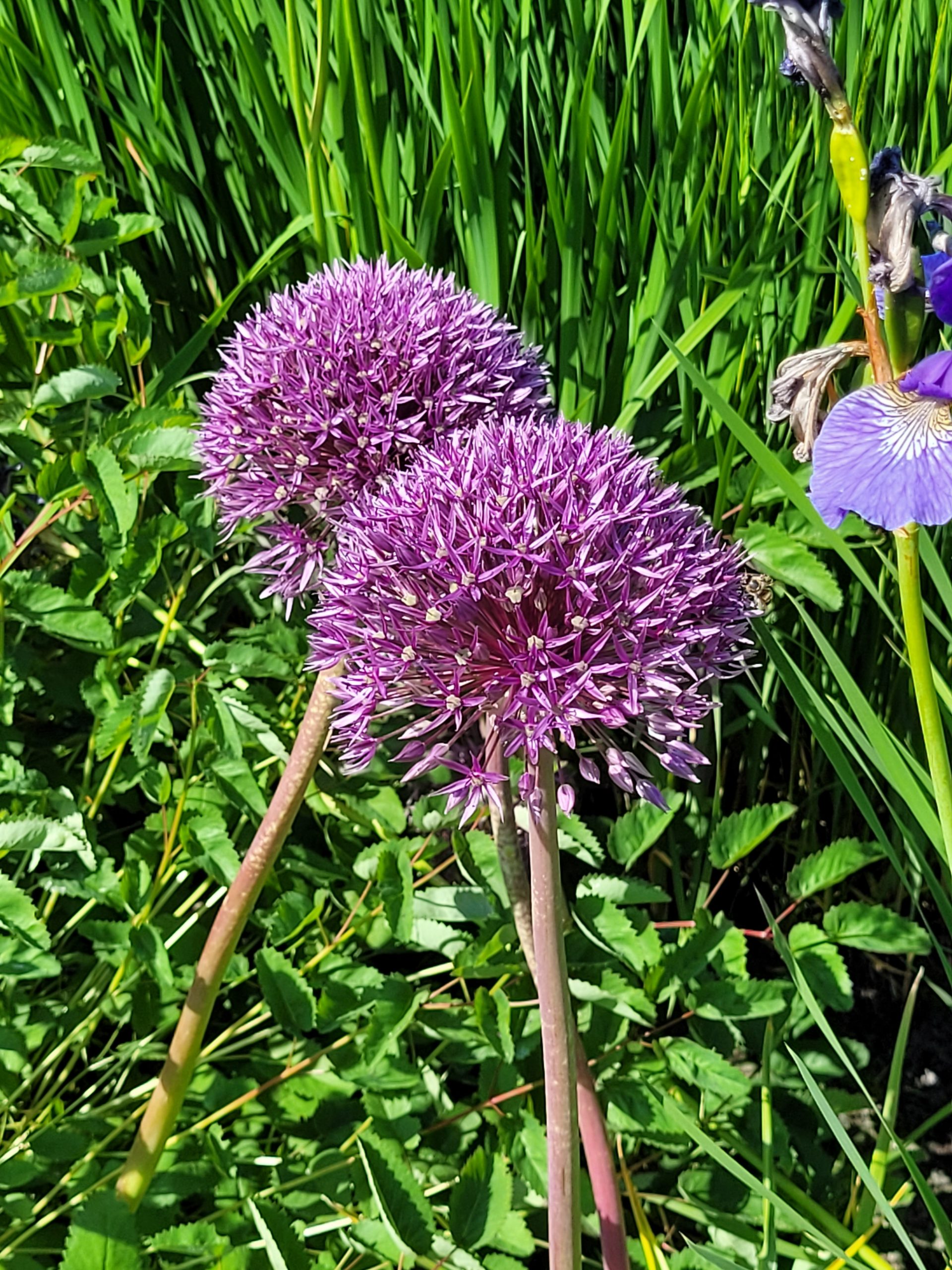 9380_allium_cultorum_jackpot_ZK_001.jpg