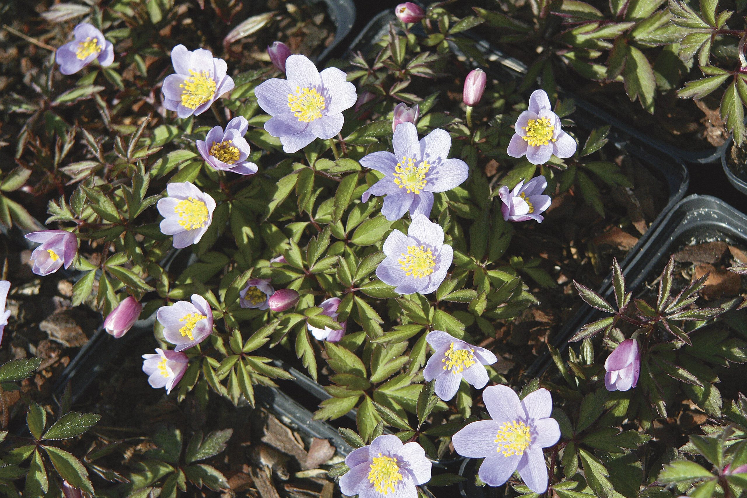 9386_anemone_nemorosa_robinsoniana_ZK_001.jpg