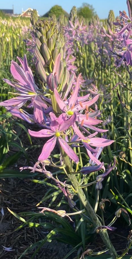9398_camassia_leichtlinii_aurora_ZK_001.jpg
