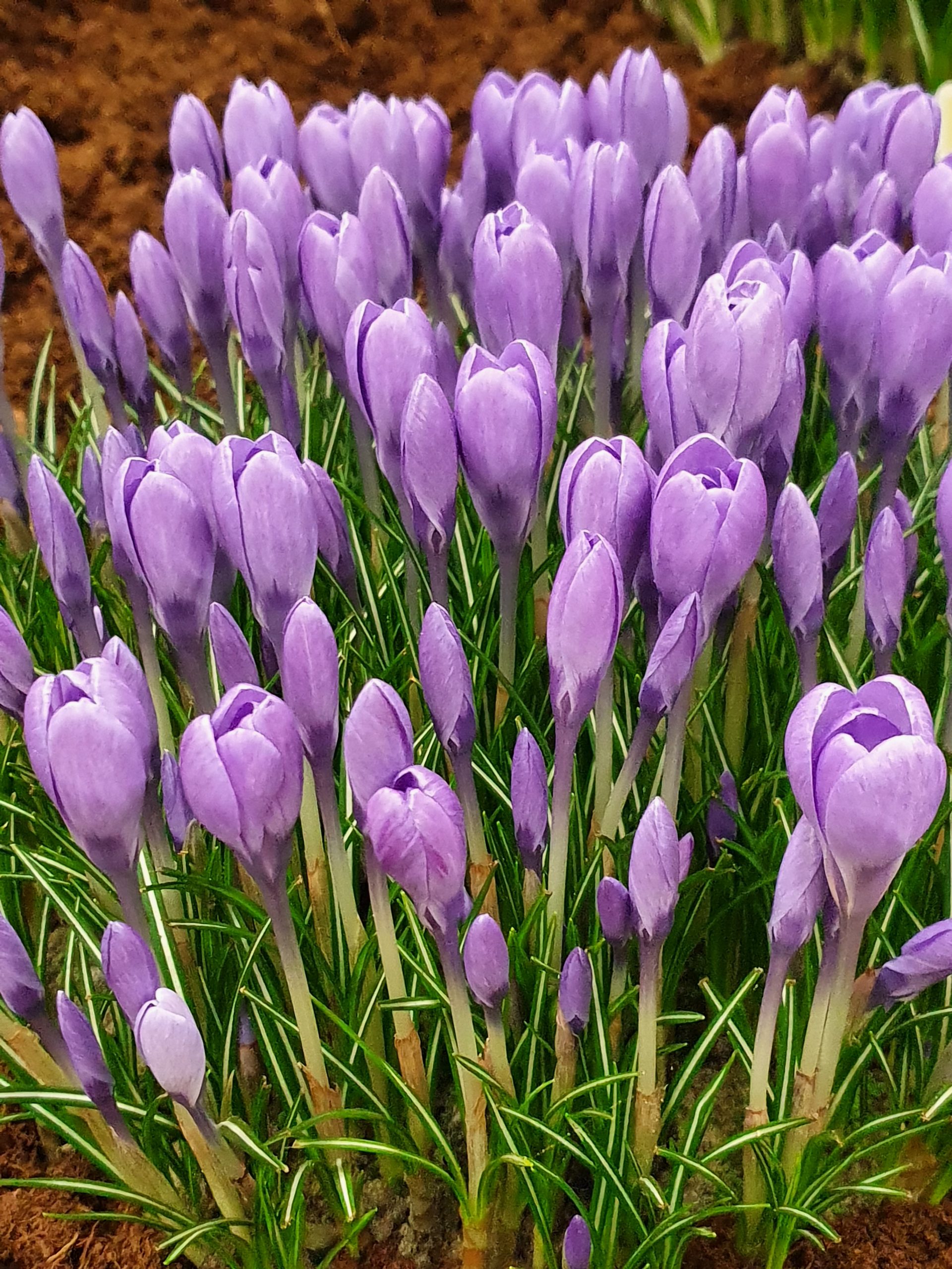 9406_crocus_tommasinianus_humming_bird_ZK_001.jpg